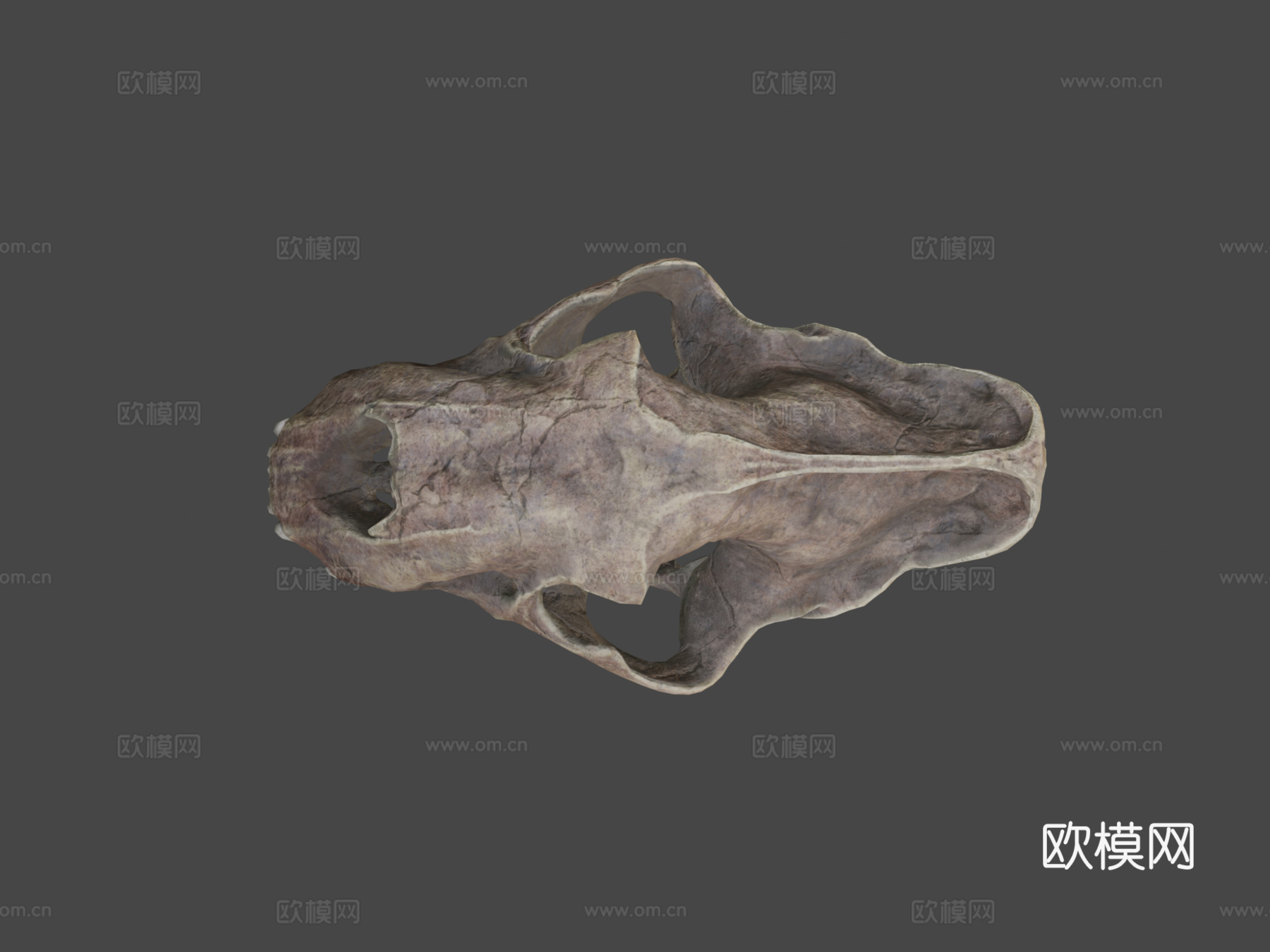 剑齿虎3d模型下载（渲染图8）