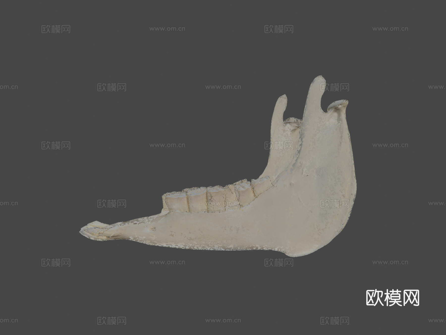下颌骨驴3d模型下载（渲染图5）