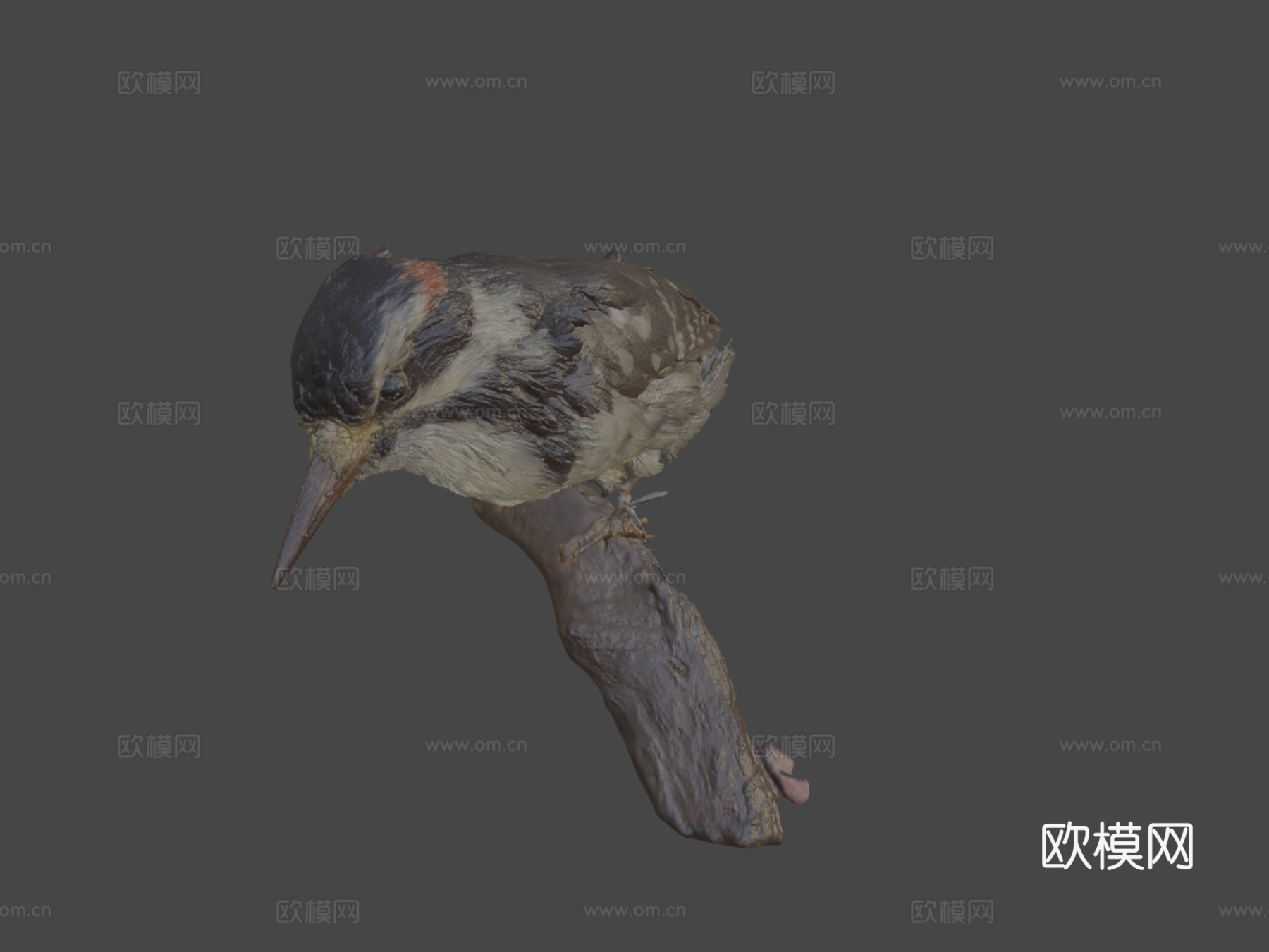 毛啄木鸟3d模型