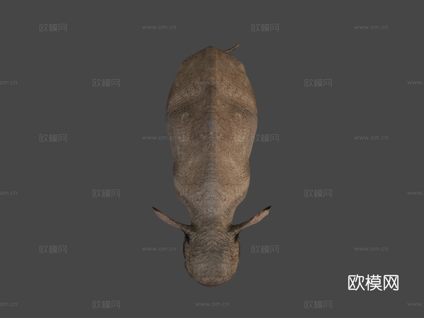亚洲象成年濒危3d模型