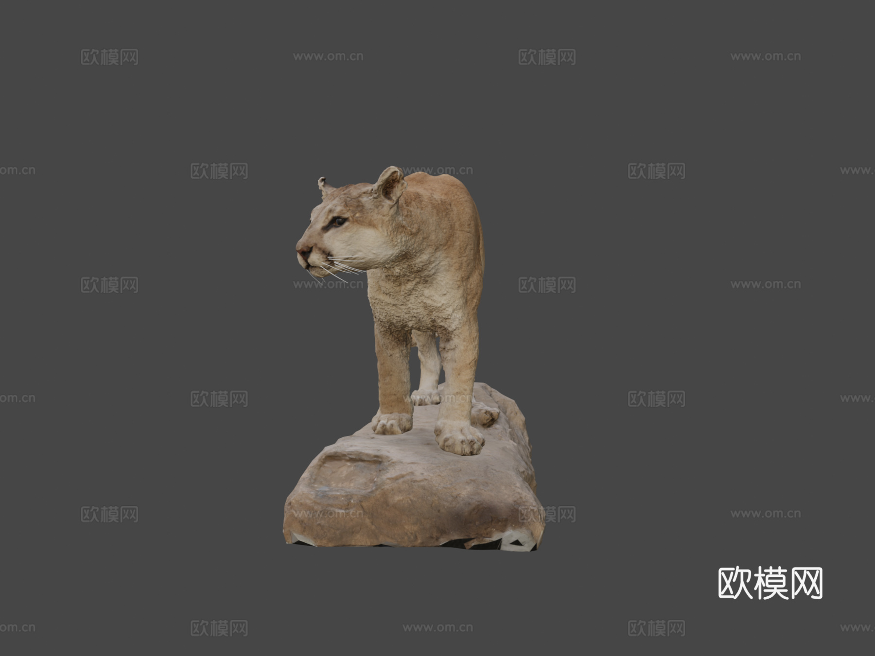 NSMTM32354美洲狮标本3d模型