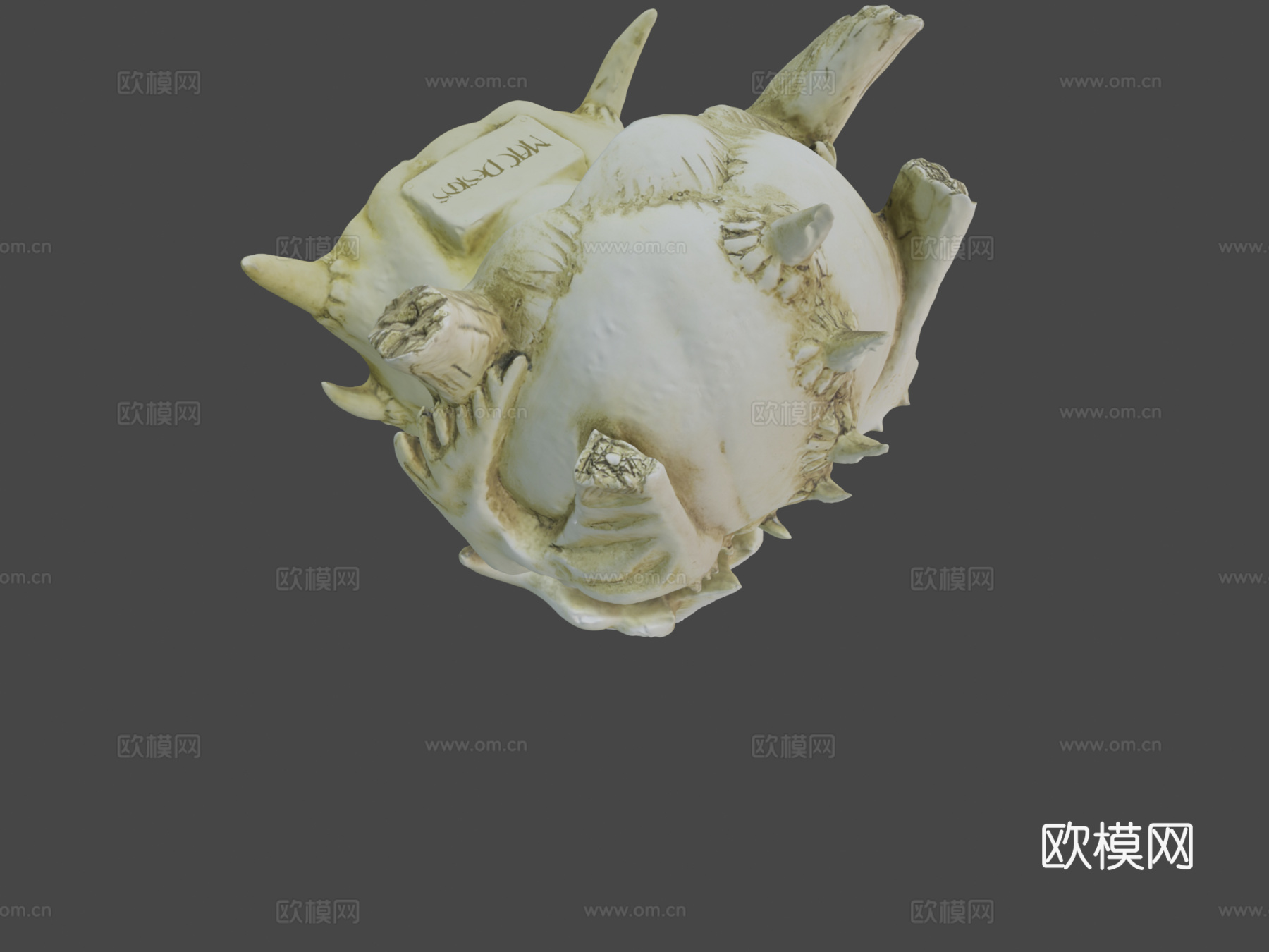 龙颅骨高分辨率3d模型