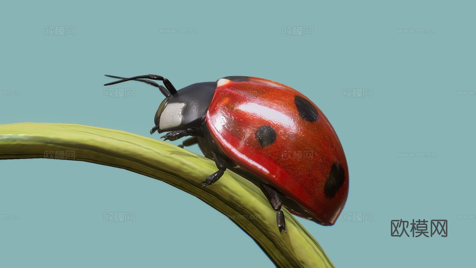 瓢虫3d模型