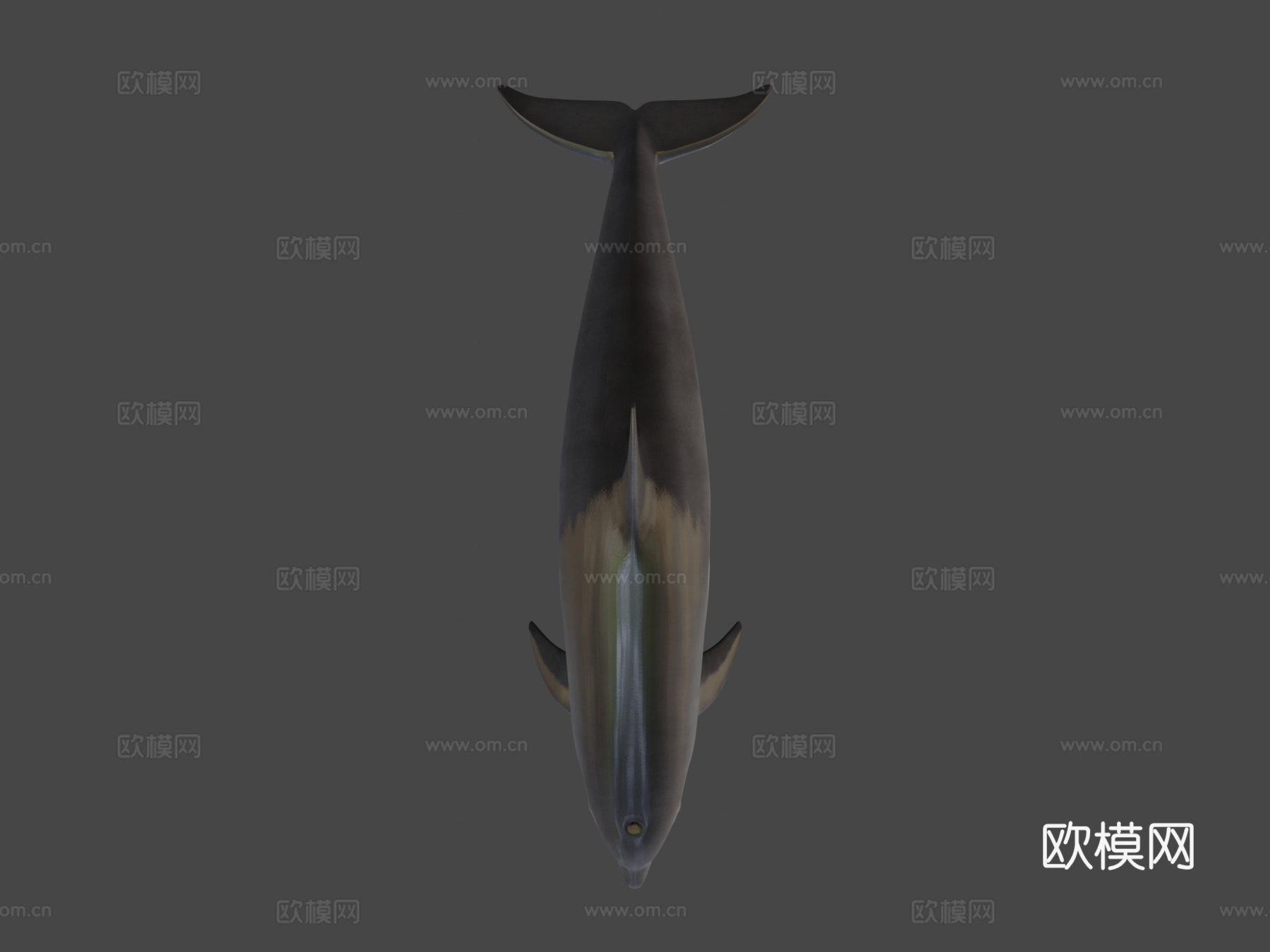 海豚3d模型
