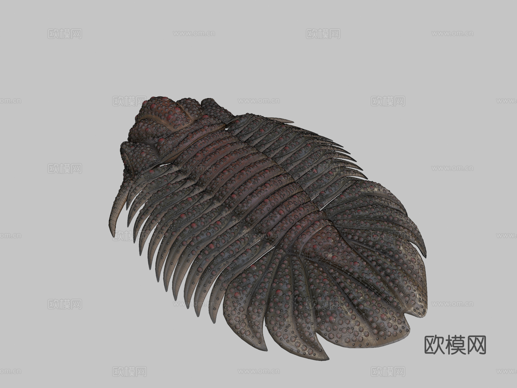 三叶虫近亲糙皮网冠虫3d模型下载（渲染图2）