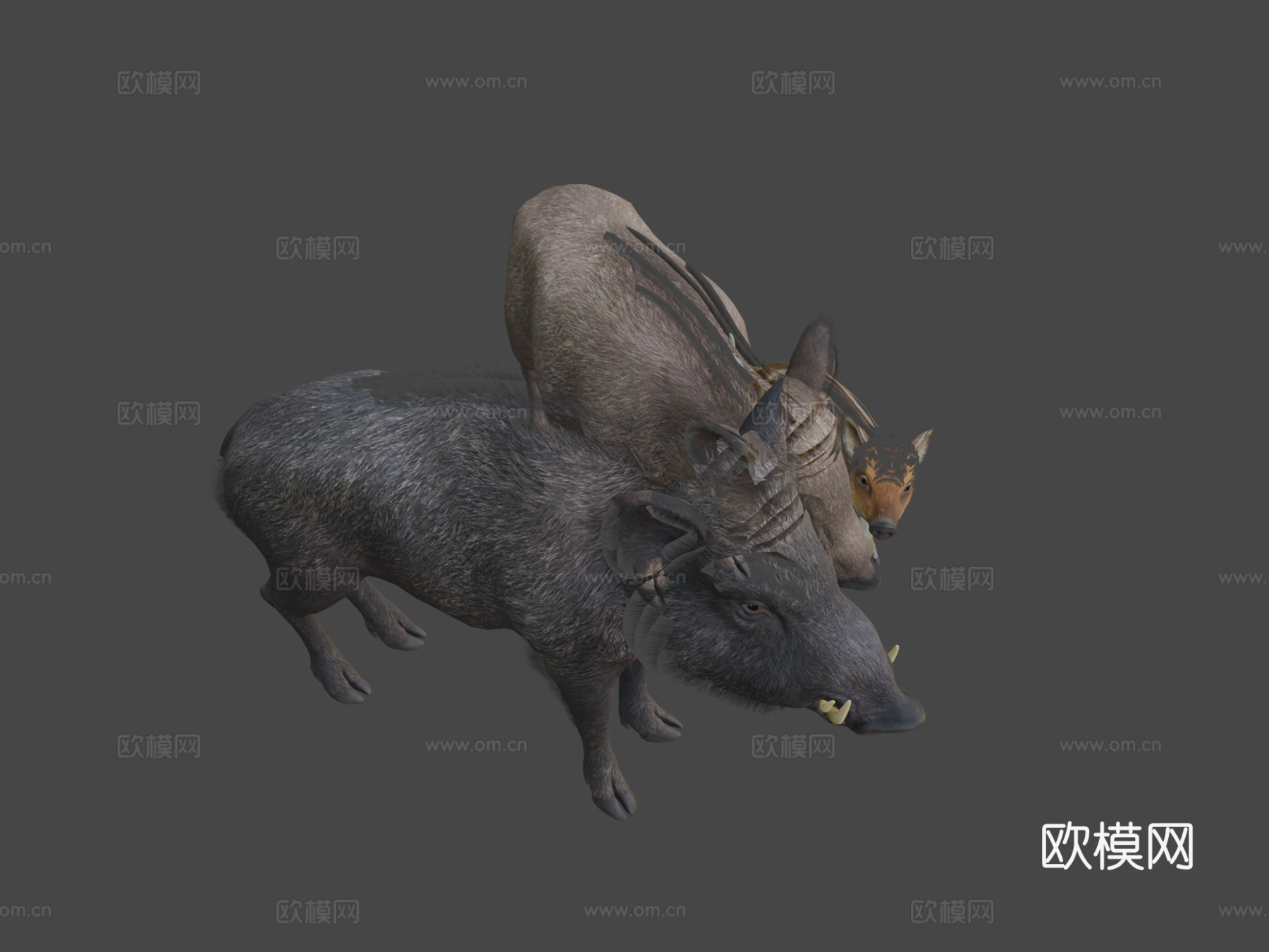 野猪家族3d模型下载（渲染图7）
