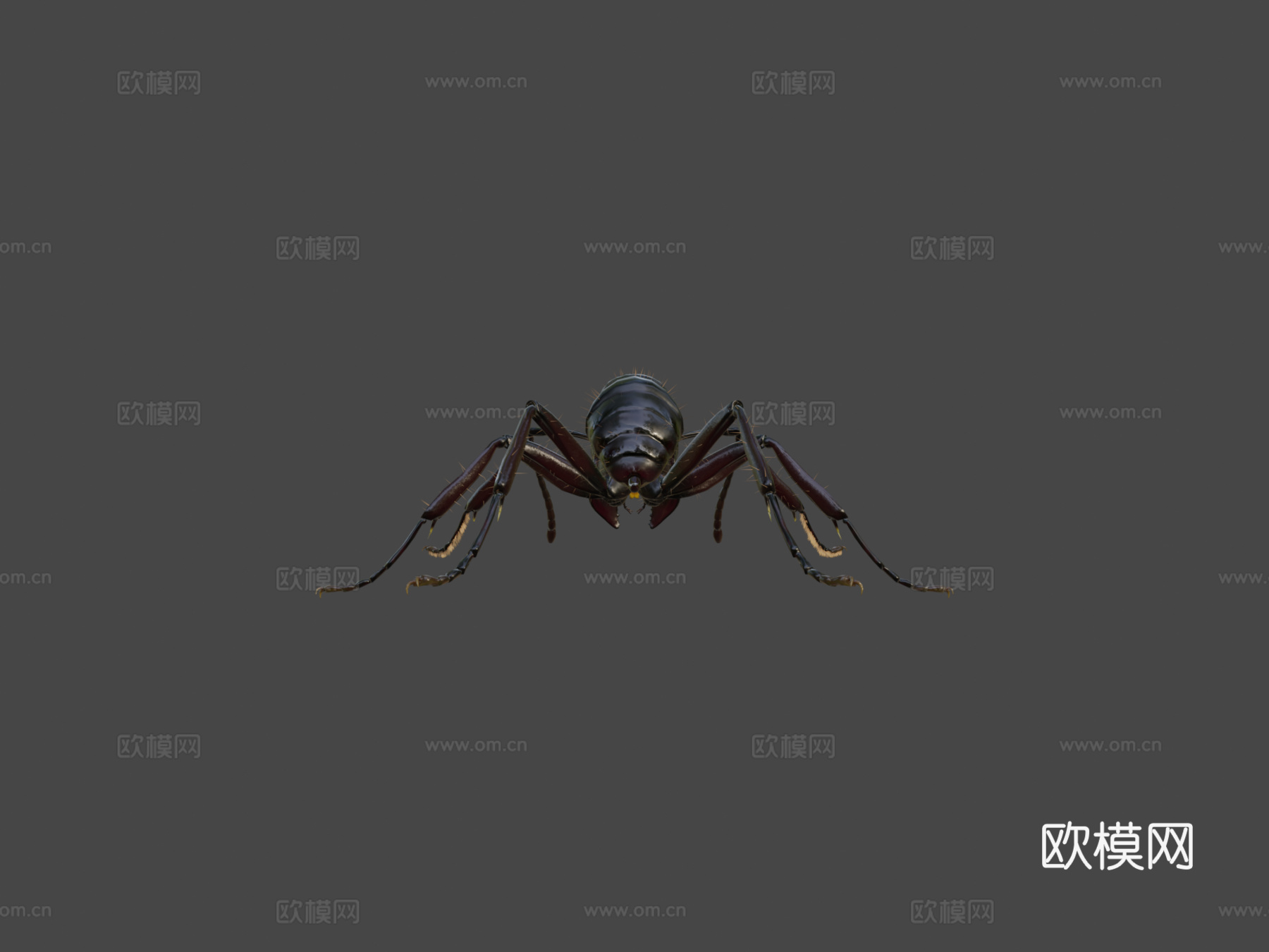 子弹蚁3d模型