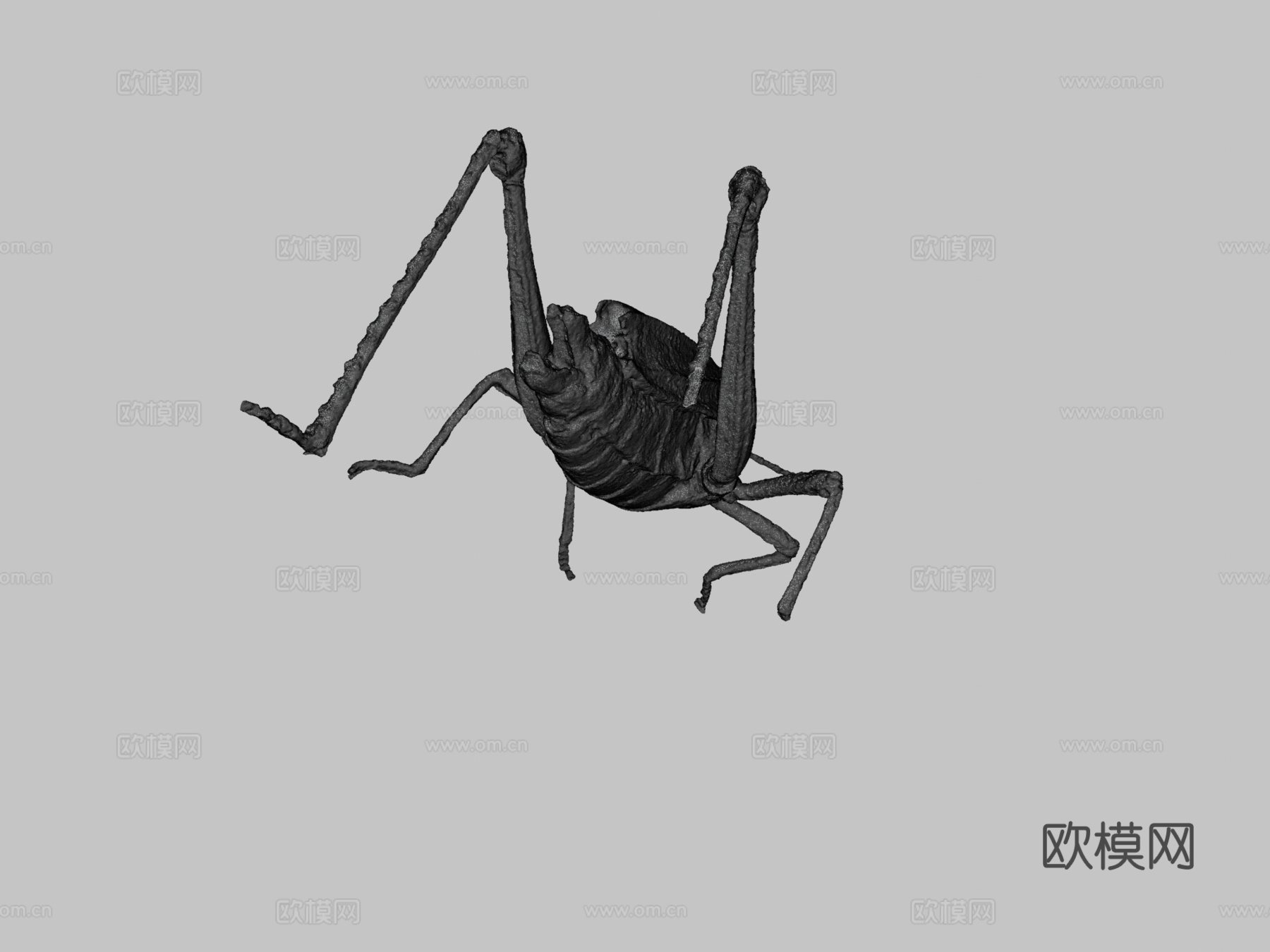 东方笨蝗3d模型下载（渲染图3）