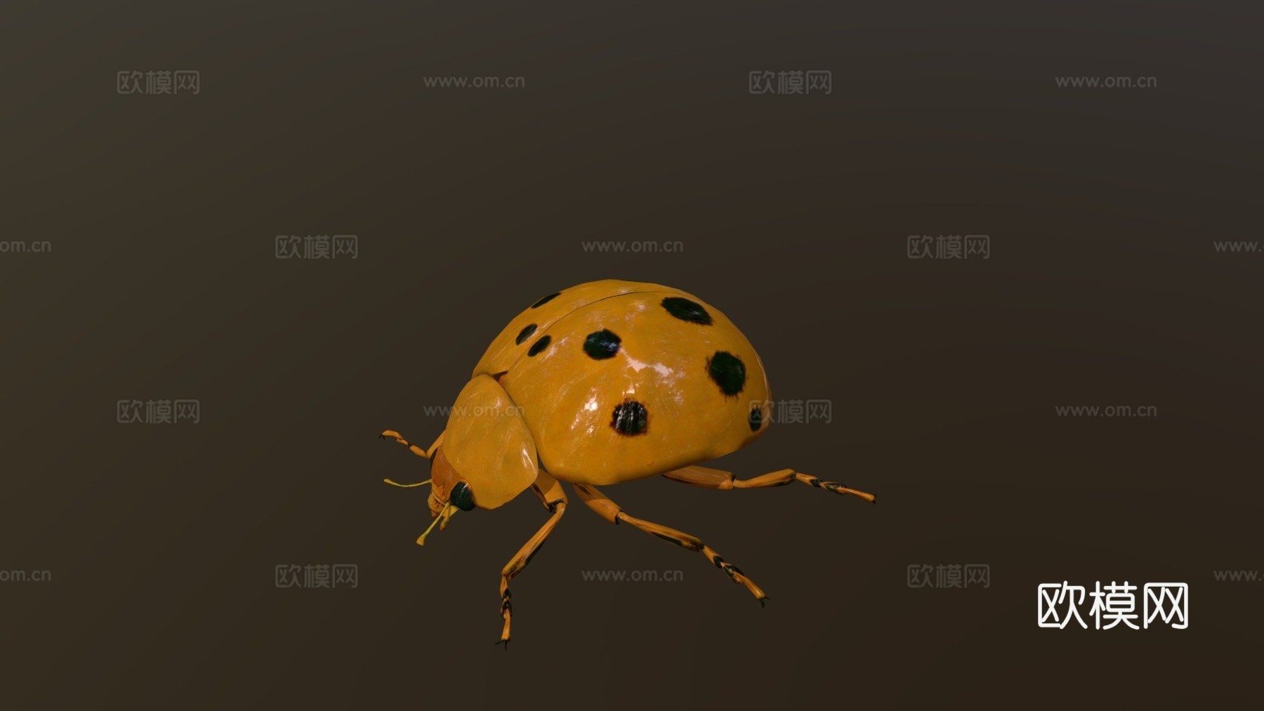 瓢虫低模3d模型下载（渲染图1）