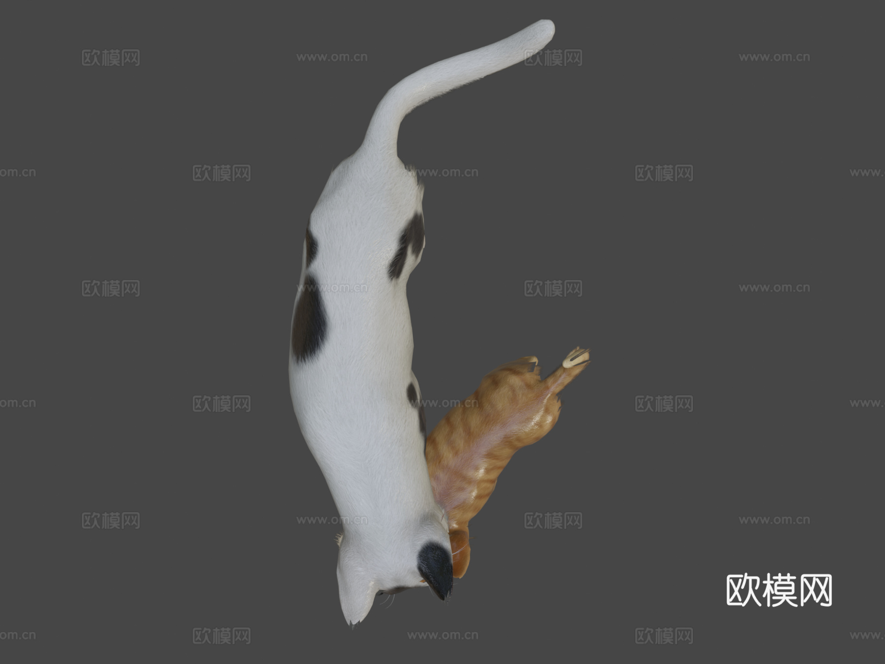 猫科家族3d模型下载（渲染图8）