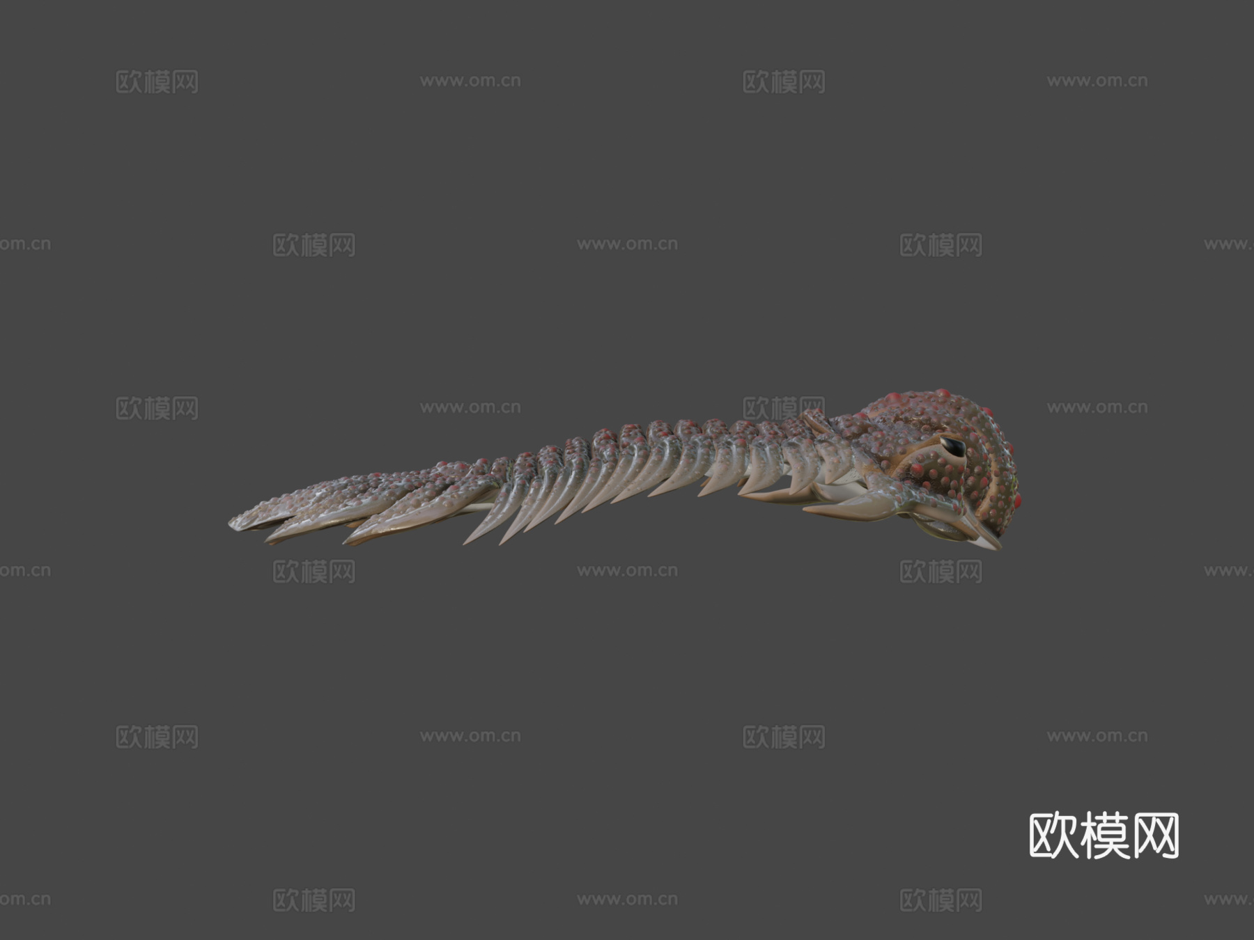 三叶虫近亲糙皮网冠虫3d模型下载（渲染图7）