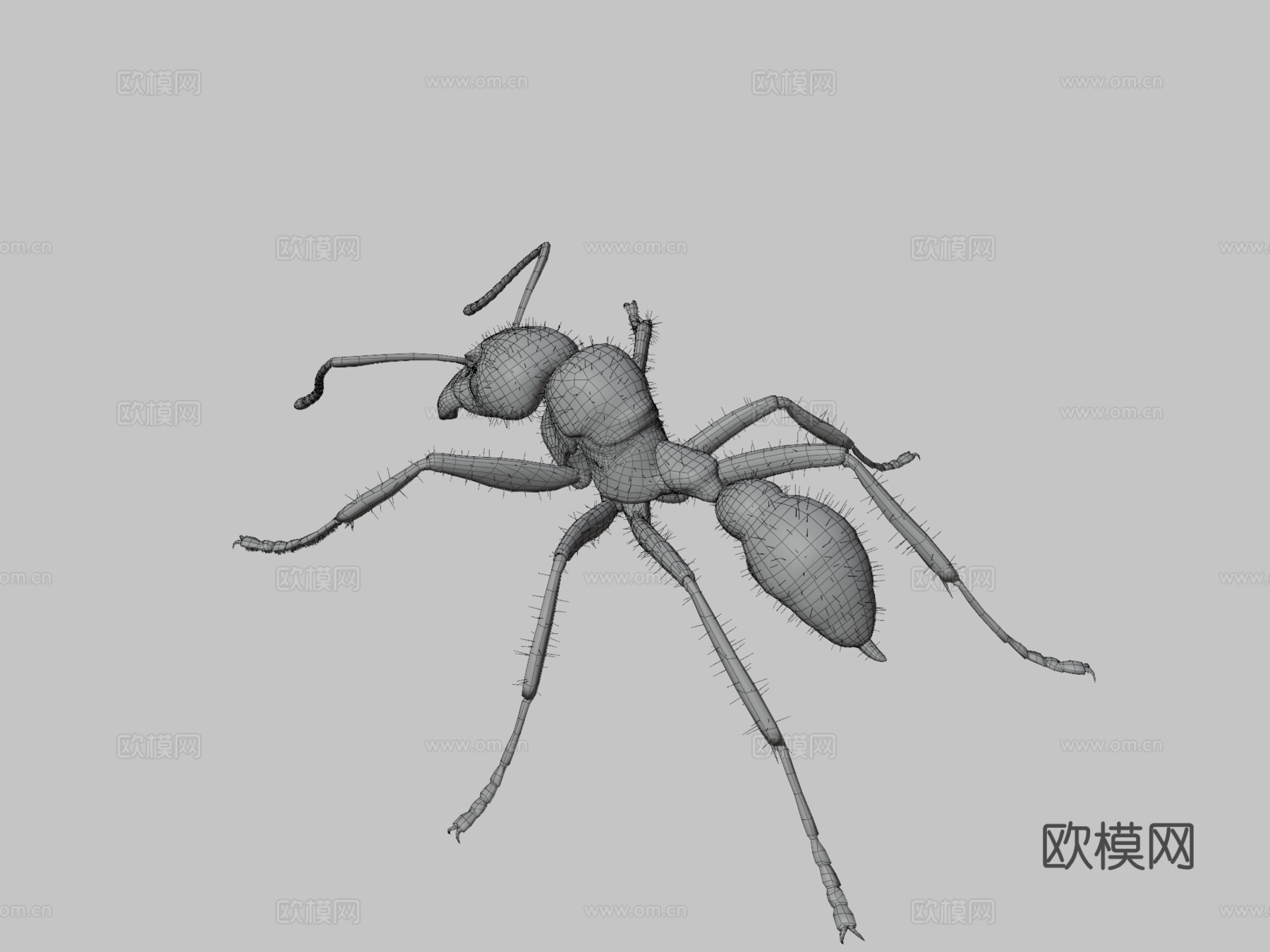 子弹蚁3d模型