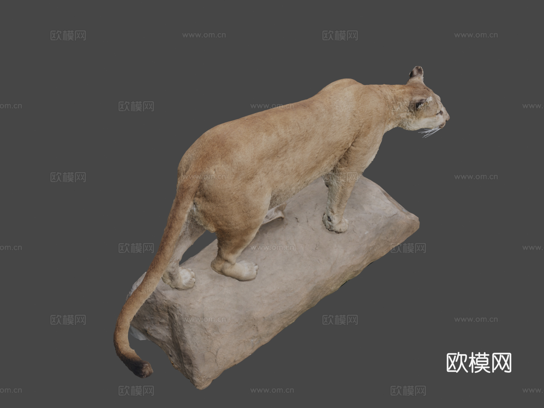 NSMTM32354美洲狮标本3d模型
