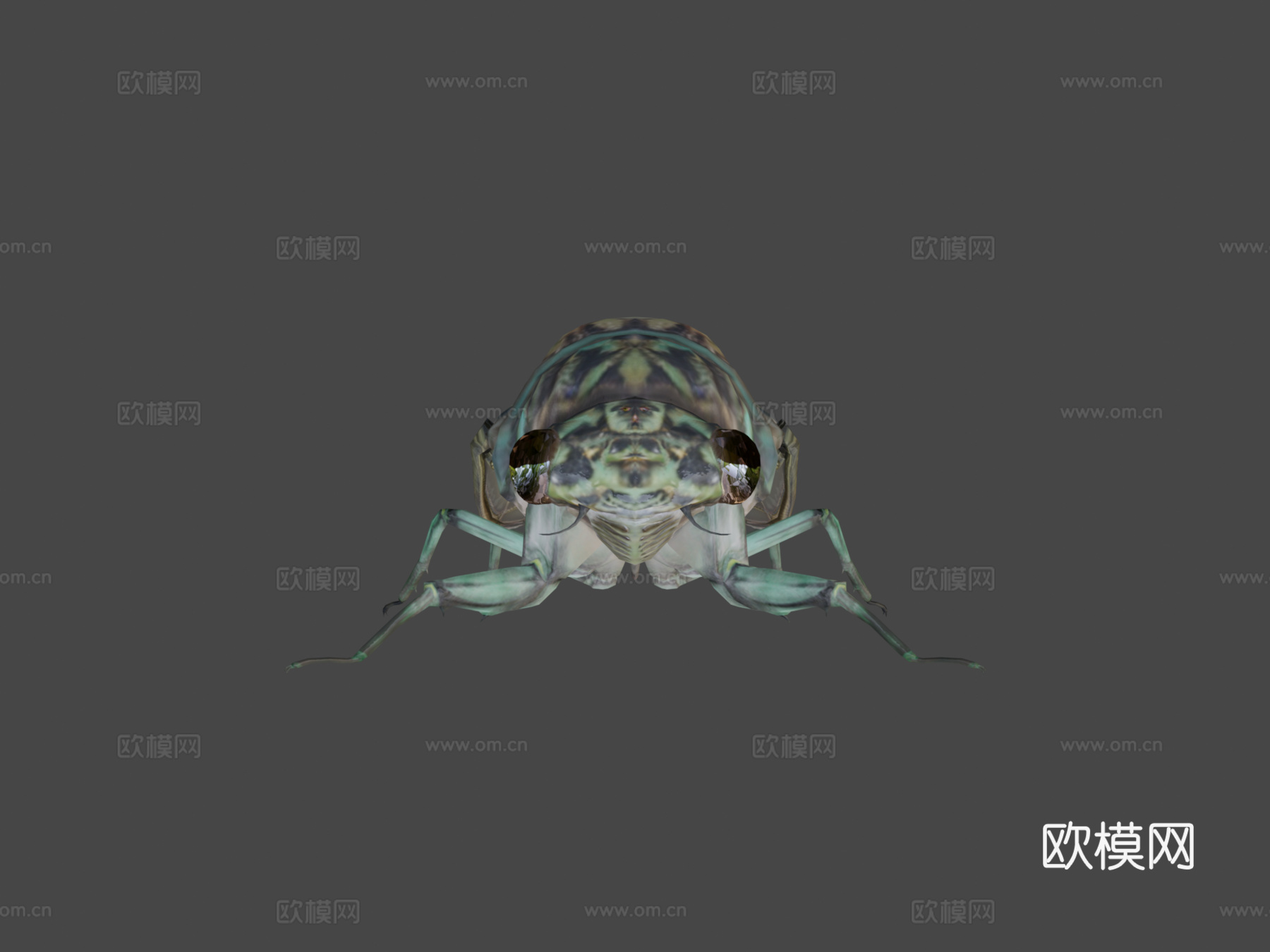 斑颈蝉3d模型下载（渲染图6）