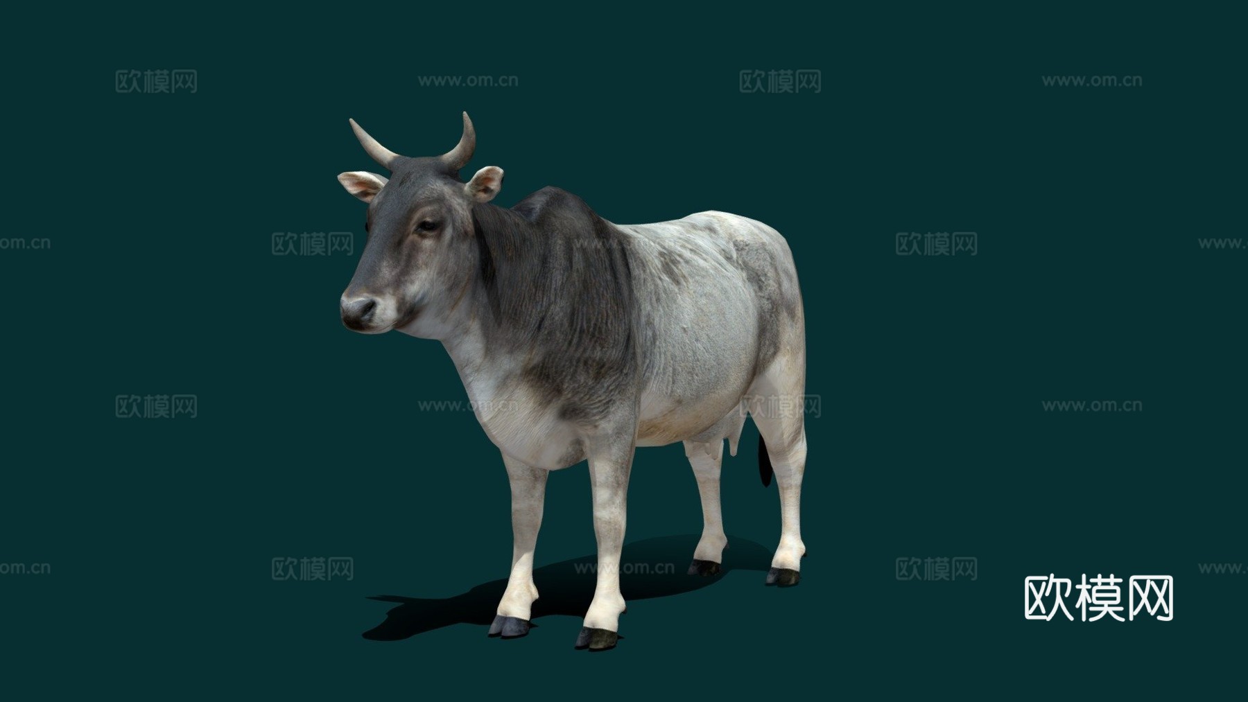 亚洲瘤牛低多边形3d模型下载（渲染图1）