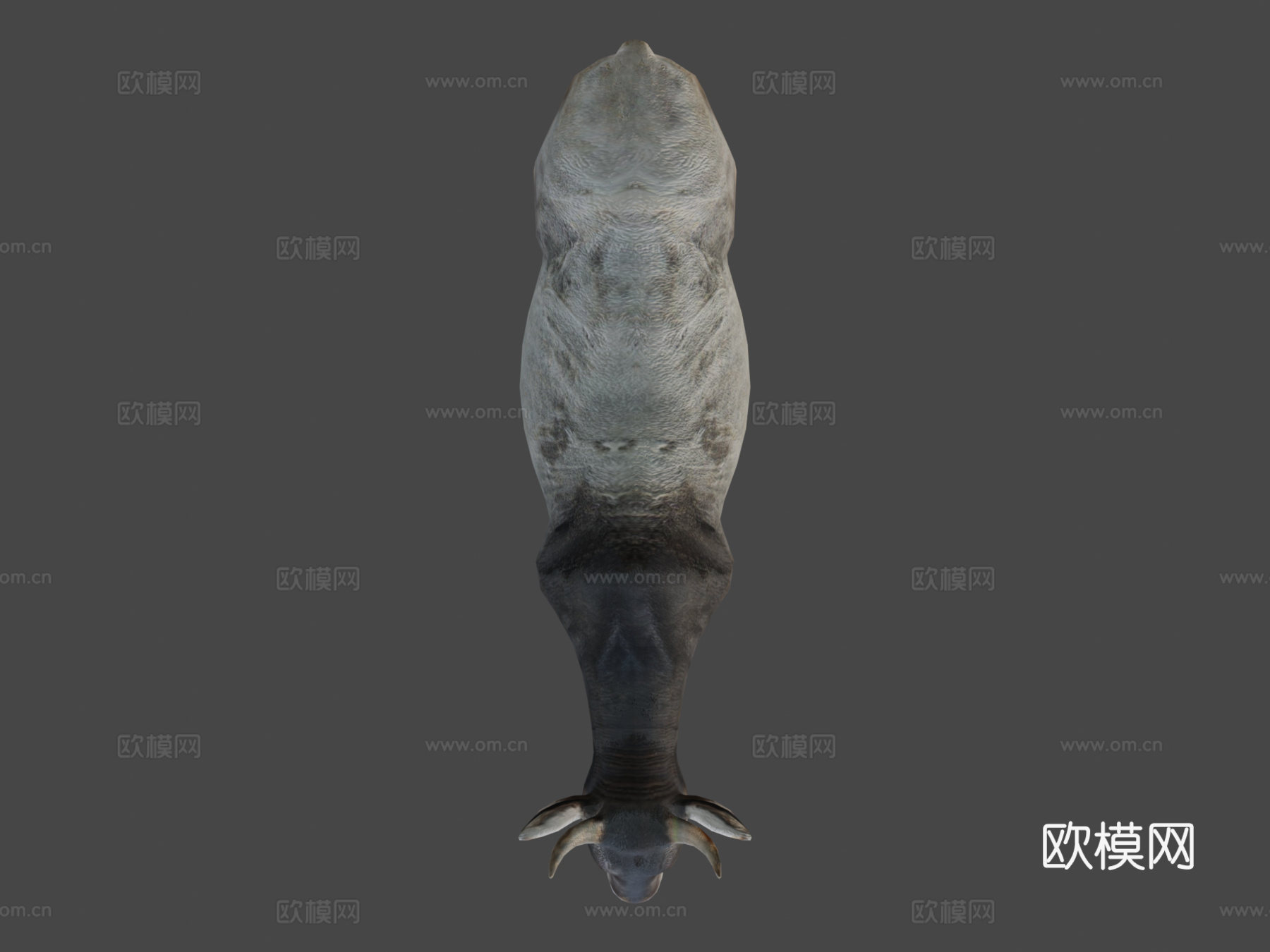 亚洲瘤牛低多边形3d模型下载（渲染图8）