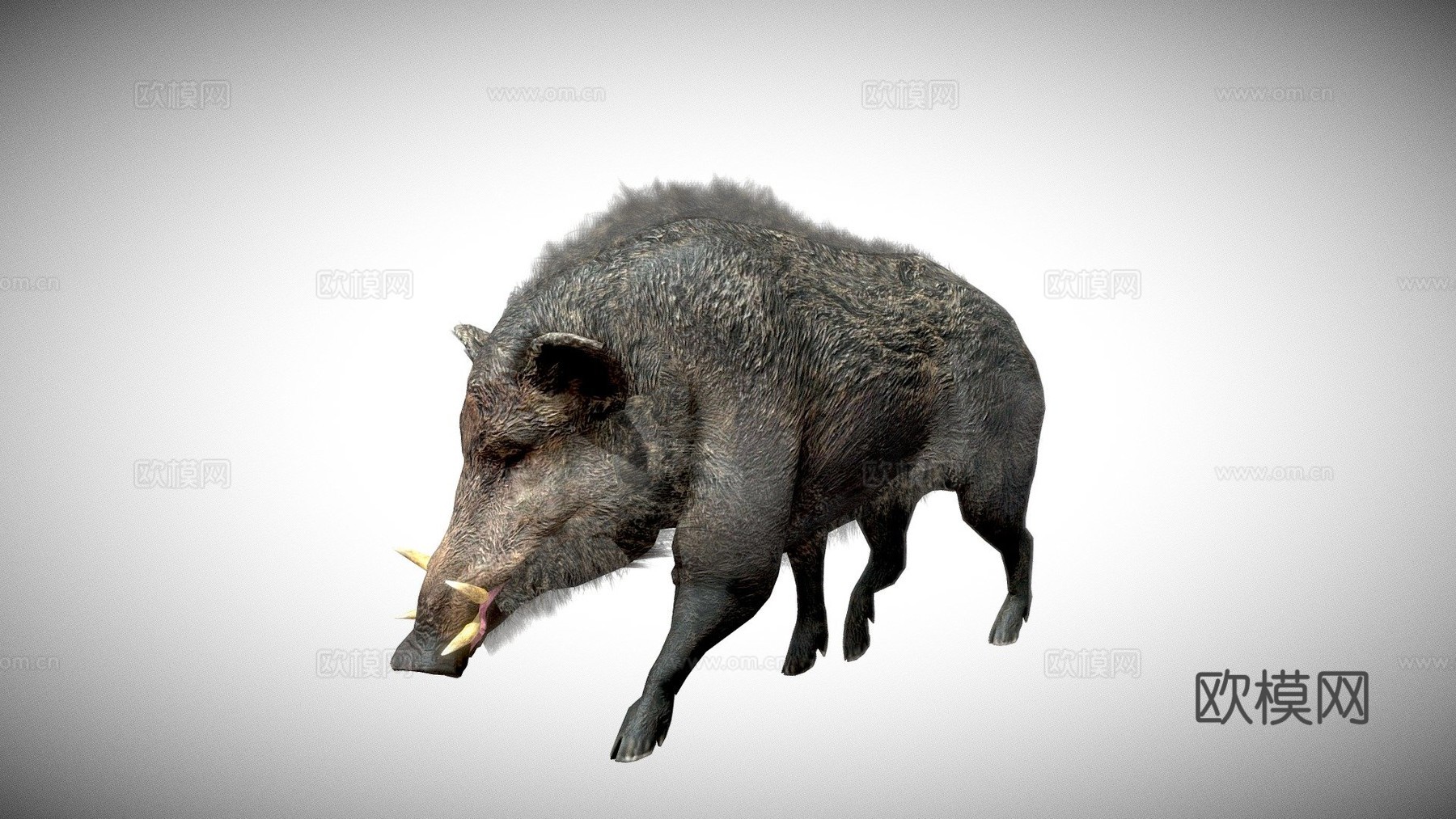 野猪3d模型下载（渲染图1）