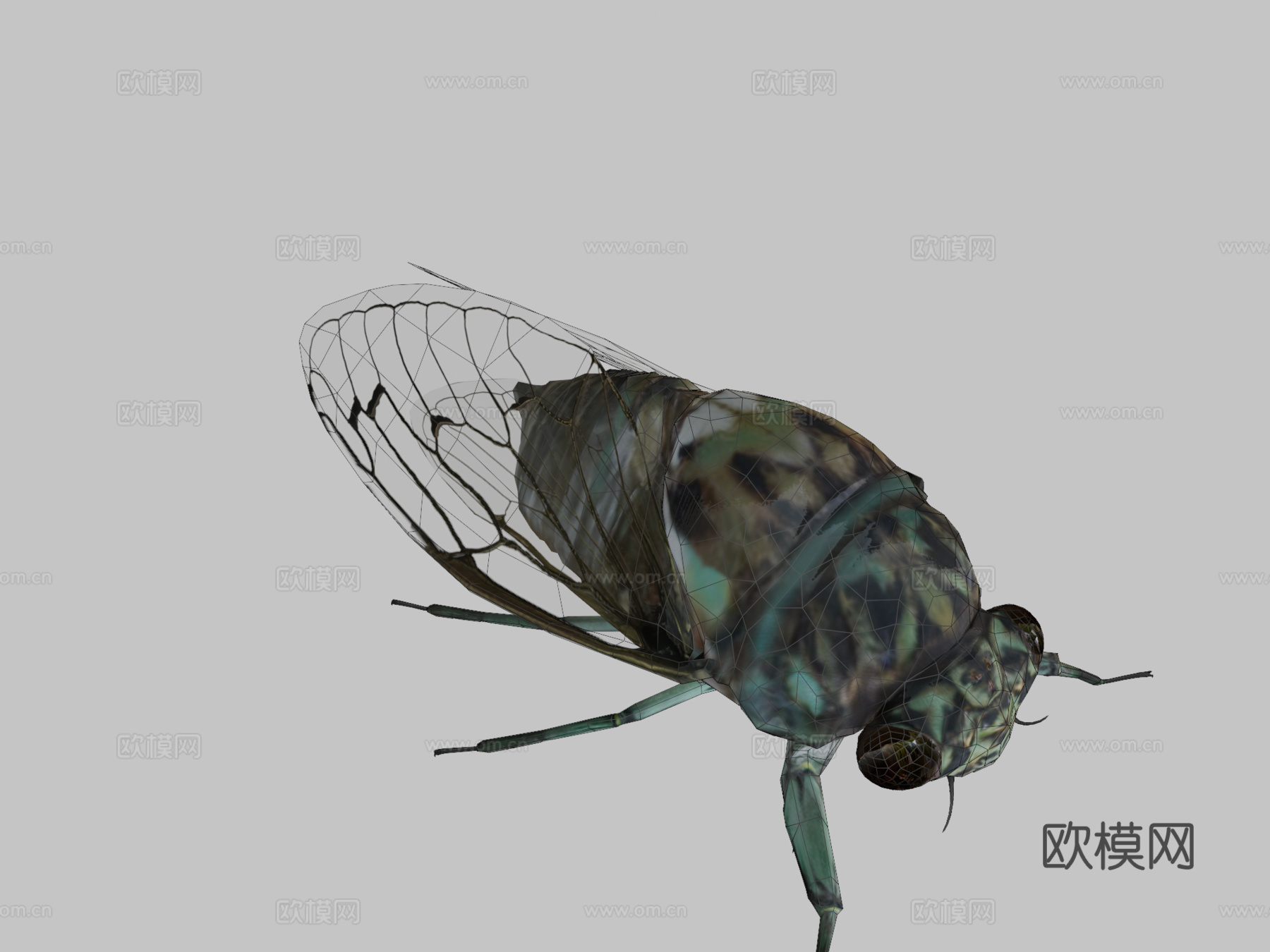 斑颈蝉3d模型下载（渲染图2）