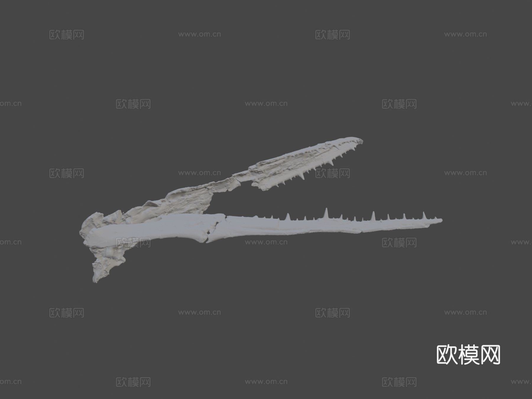 ChM PV4768桑氏伪齿鸟头骨3d模型下载（渲染图5）
