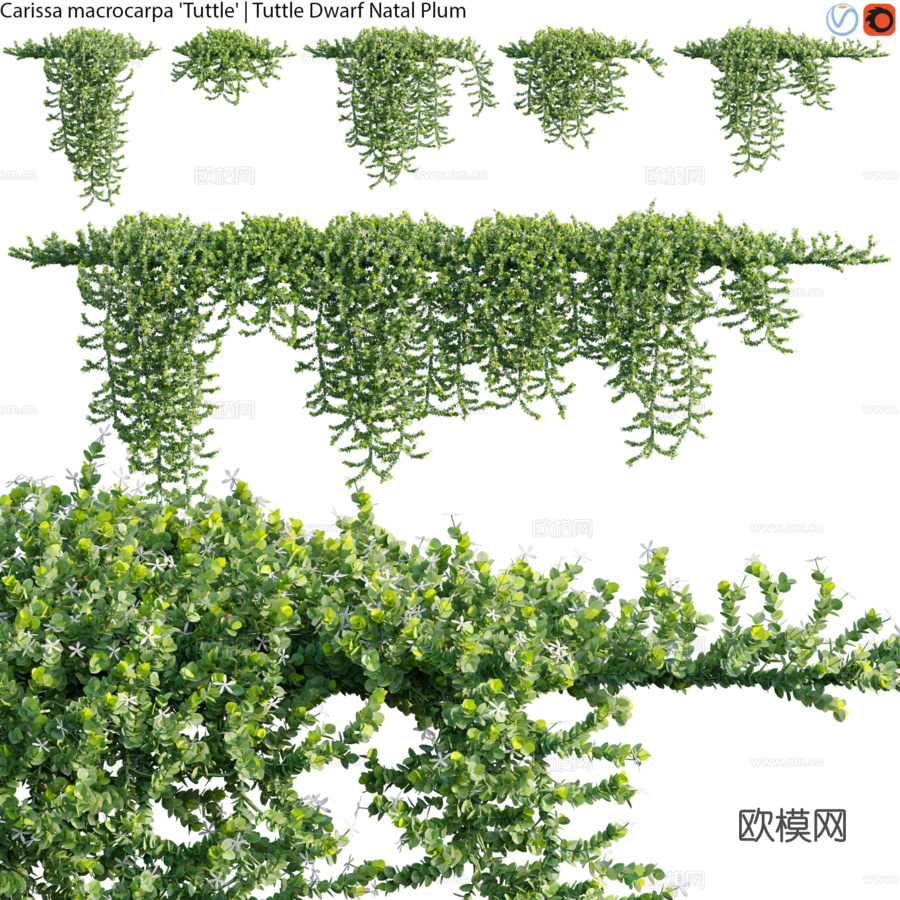 卡莉莎大果木 - 塔特尔矮种纳塔尔李 - 023d模型下载