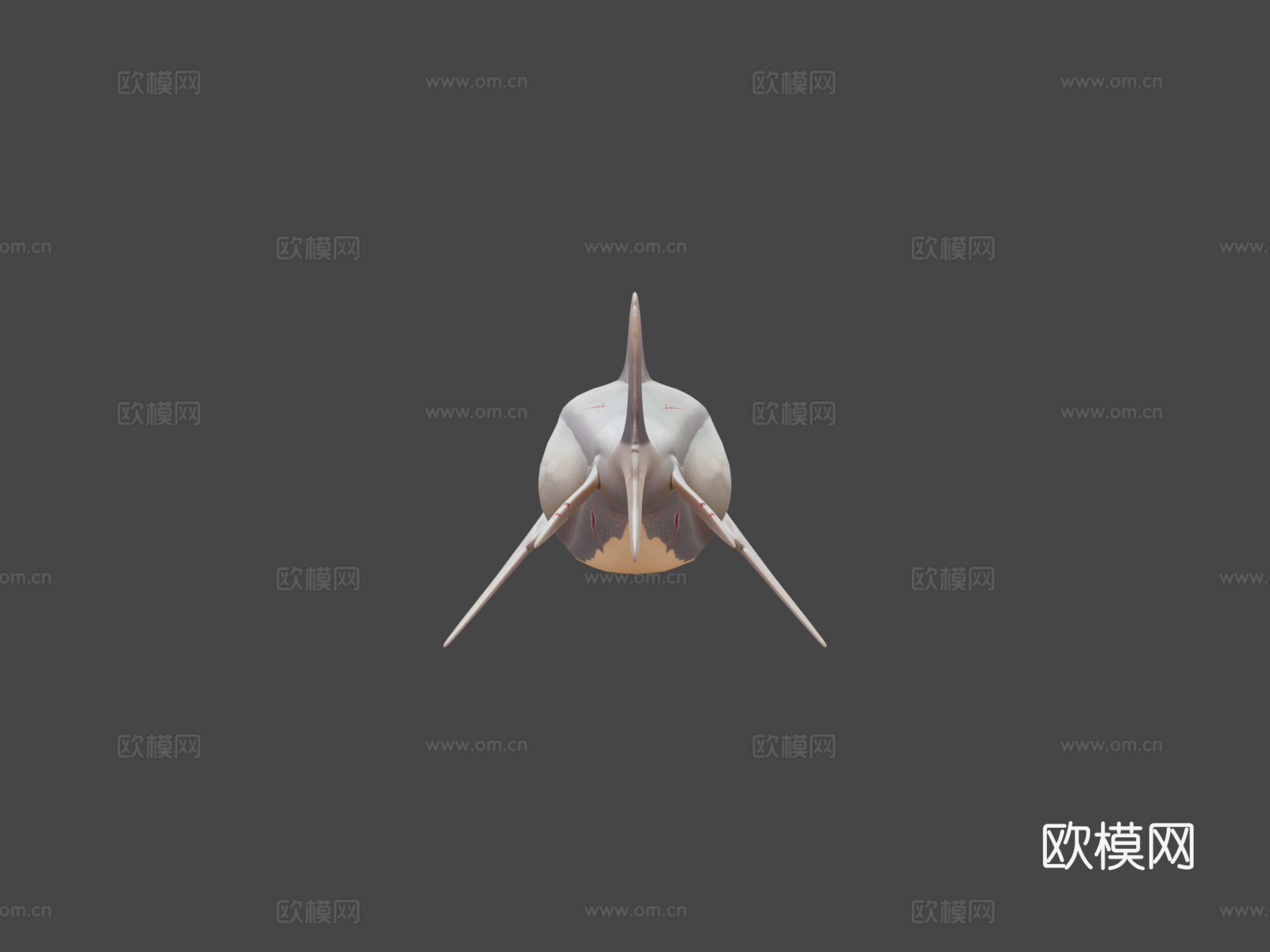 海豚鱼龙回声3d模型3d模型下载（渲染图8）