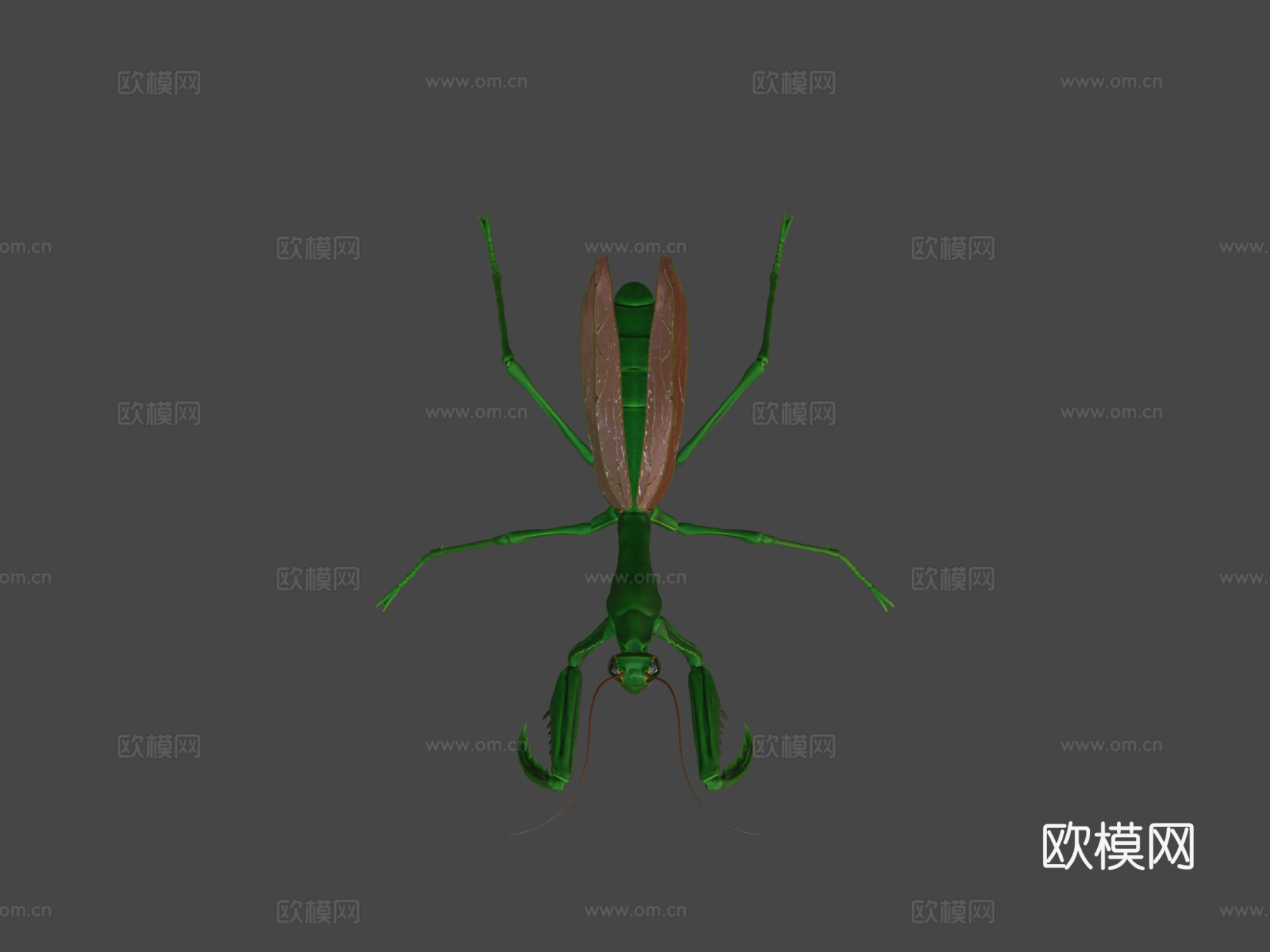 螳螂3d模型下载（渲染图5）