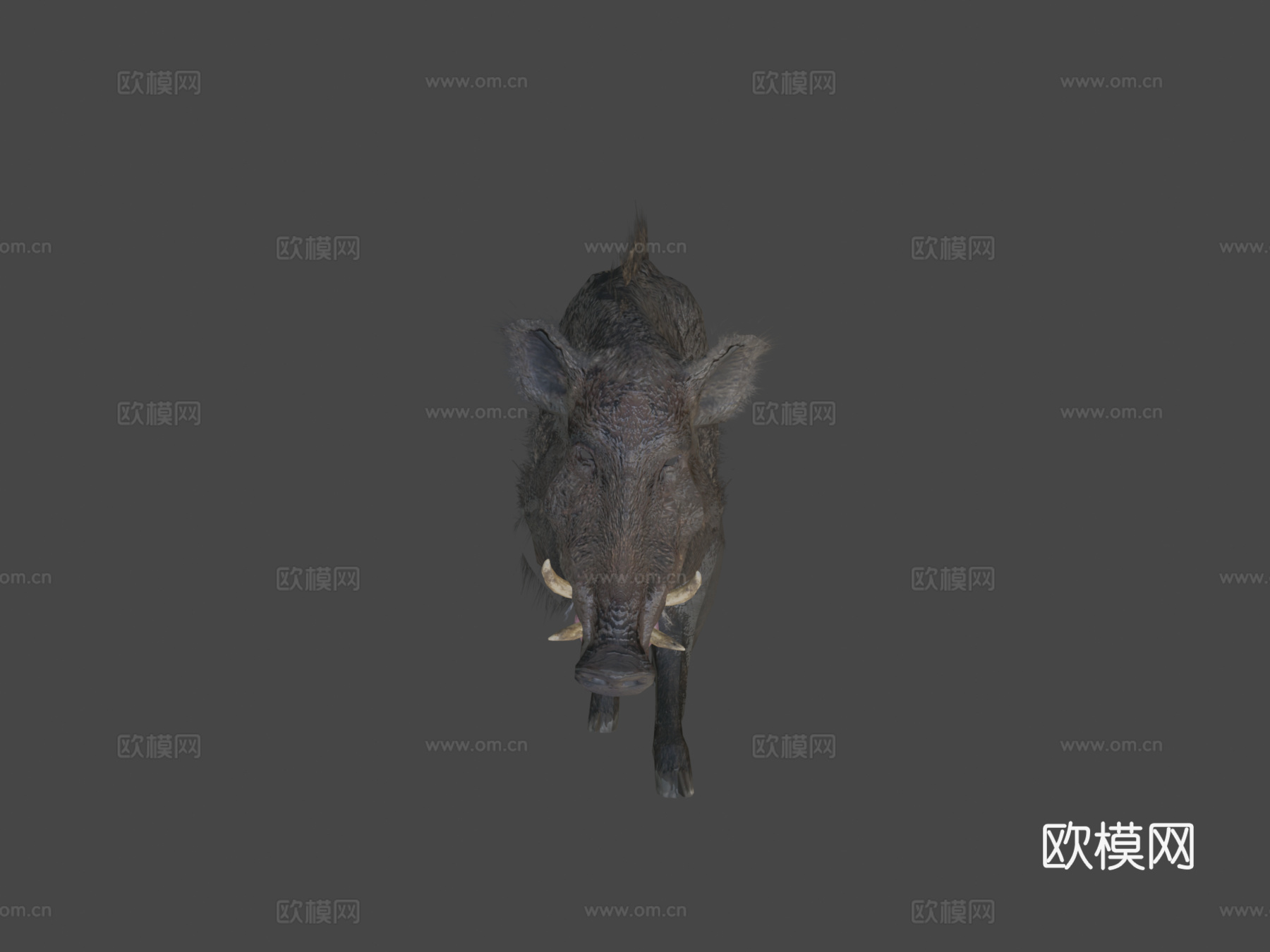 野猪3d模型下载（渲染图6）