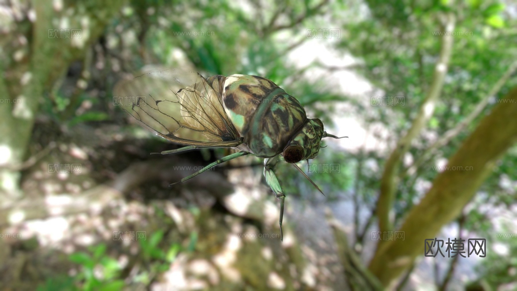 斑颈蝉3d模型下载（渲染图1）