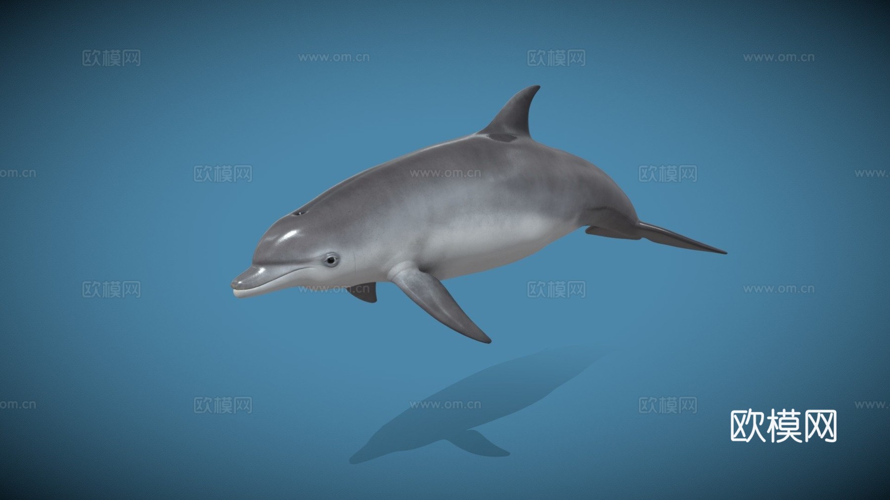 海豚3d模型