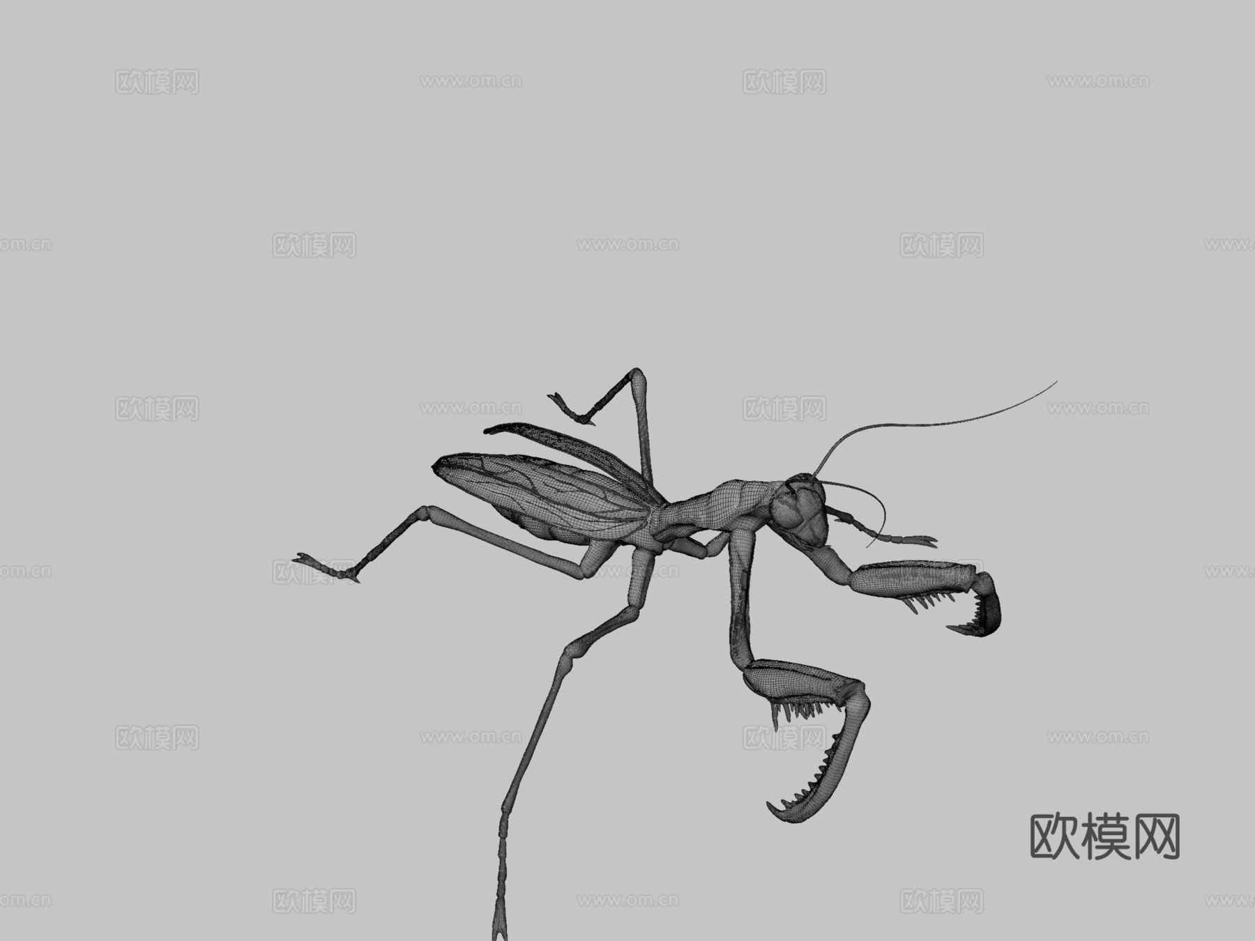 螳螂3d模型下载（渲染图3）