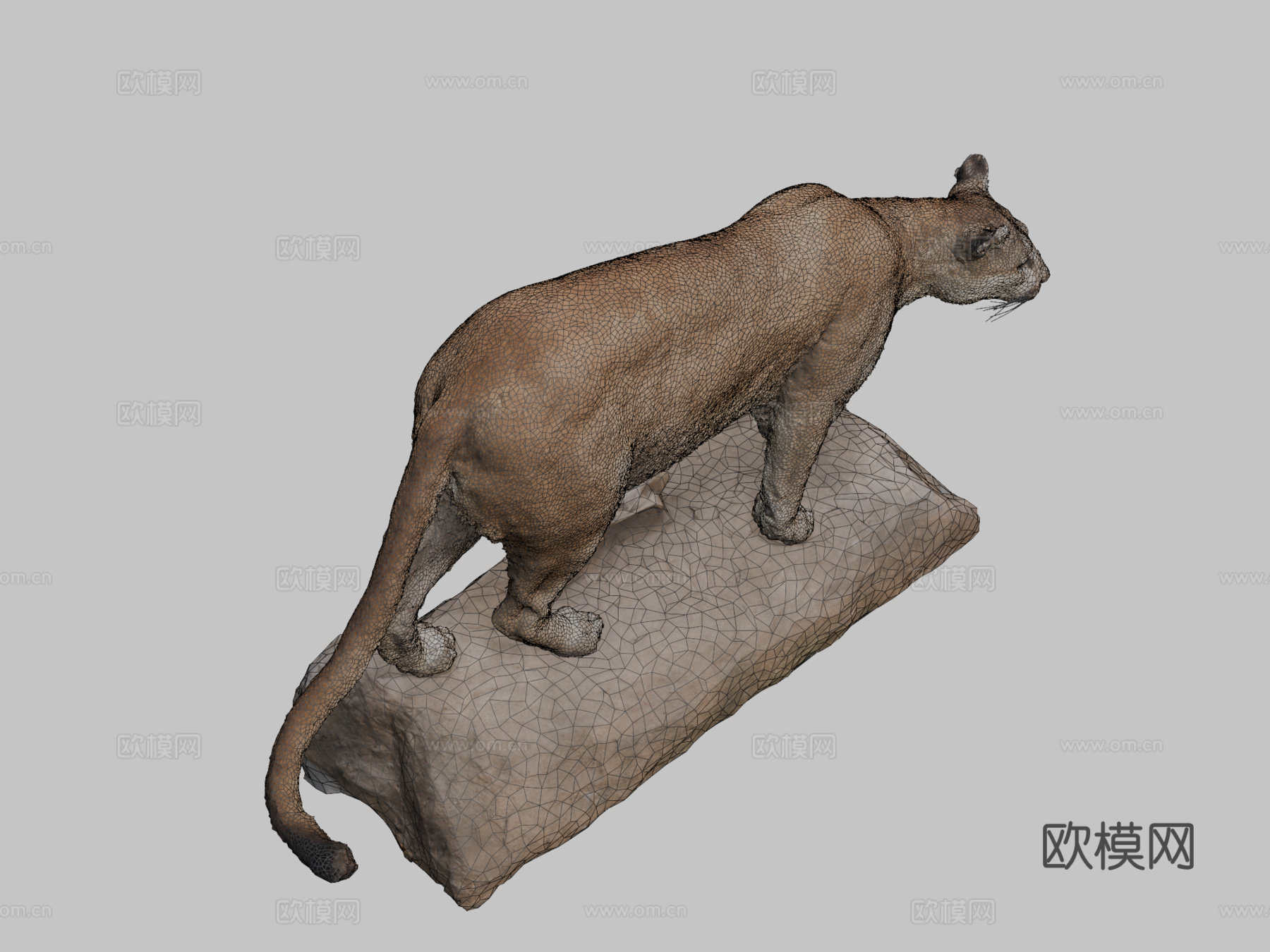 NSMTM32354美洲狮标本3d模型