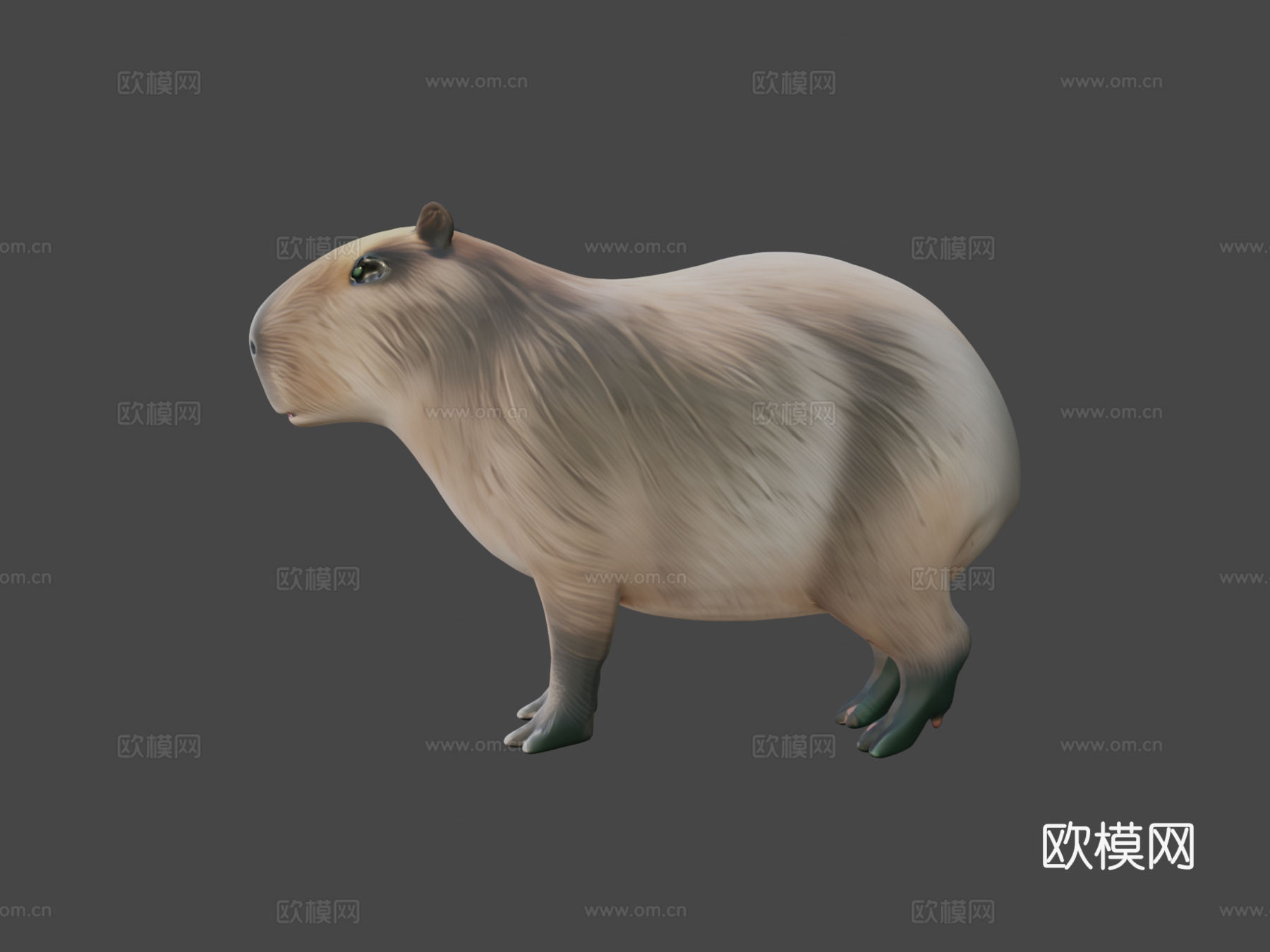 水豚3d模型下载（渲染图7）