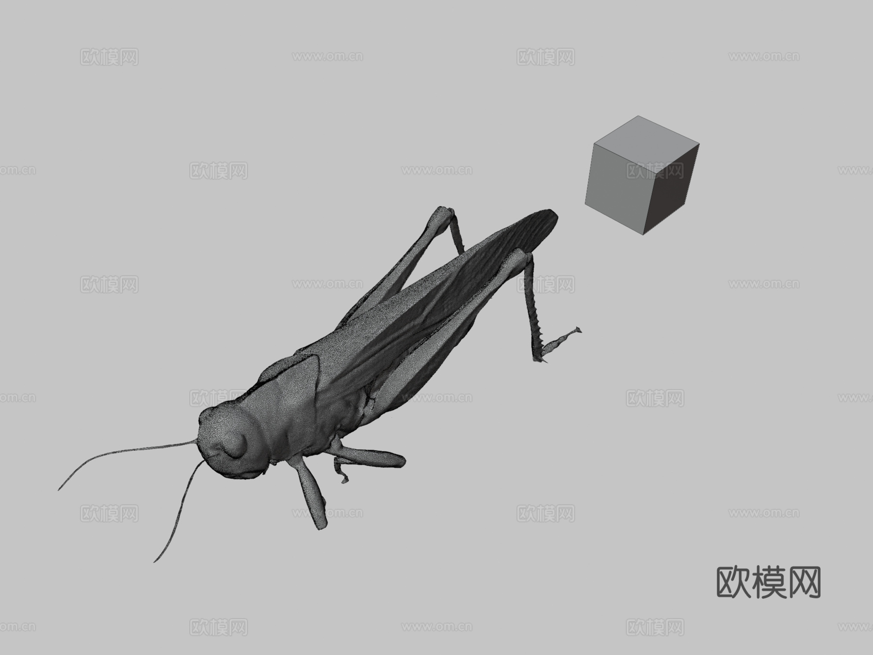 CC0东亚飞蝗迁徙蝗虫3d模型下载（渲染图3）
