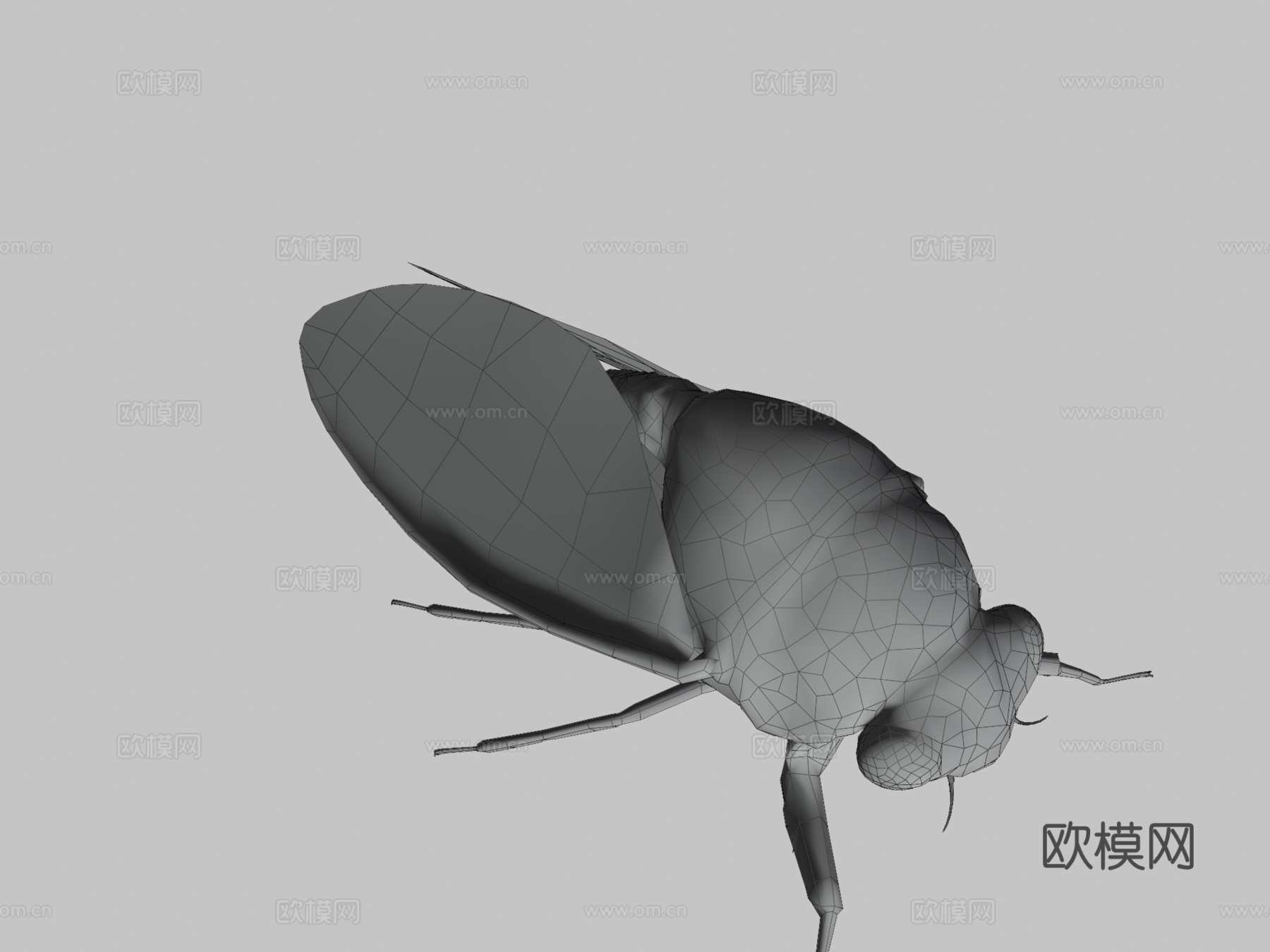 斑颈蝉3d模型下载（渲染图3）
