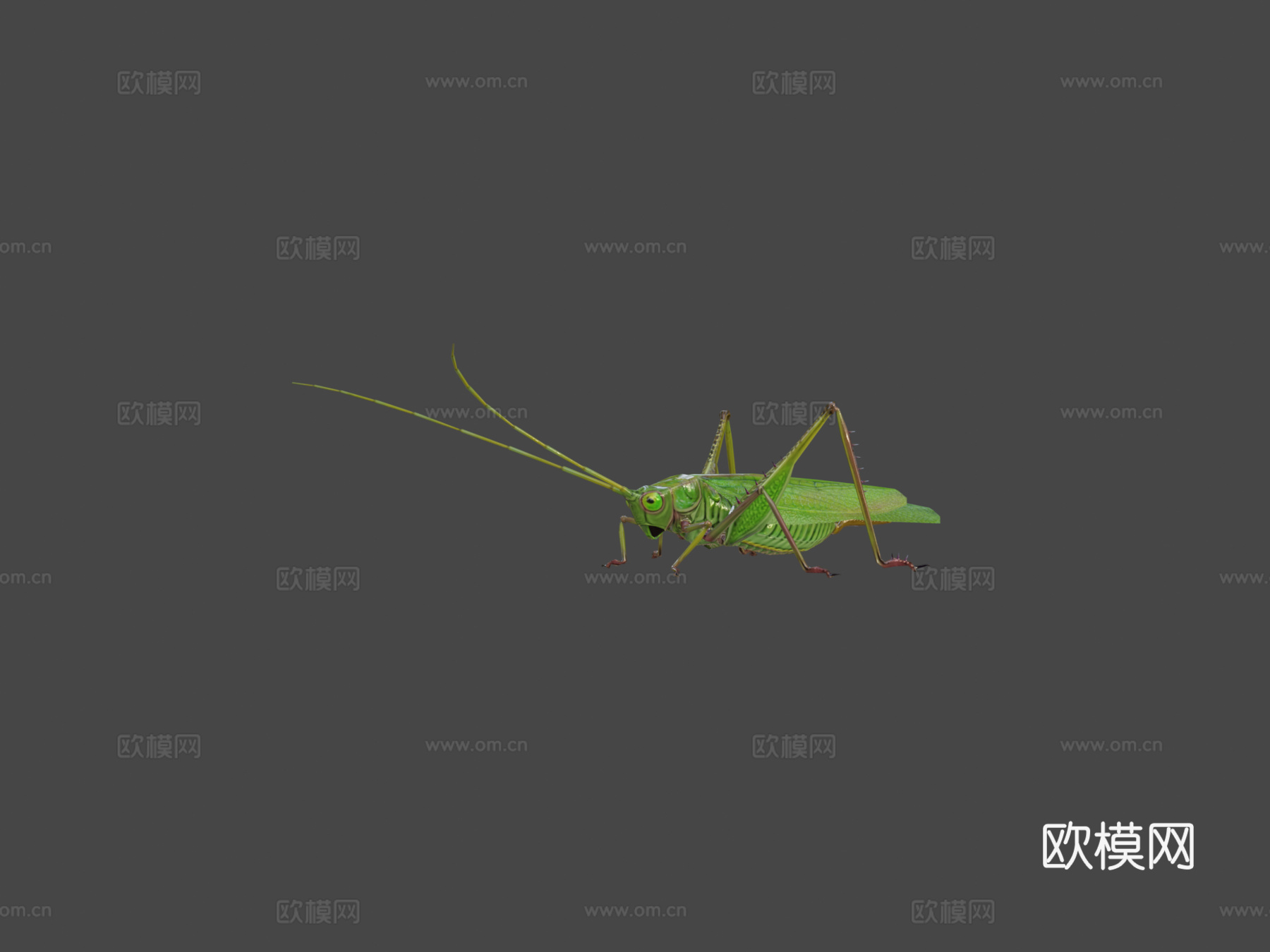 蚱蜢动物低模3d模型下载（渲染图7）