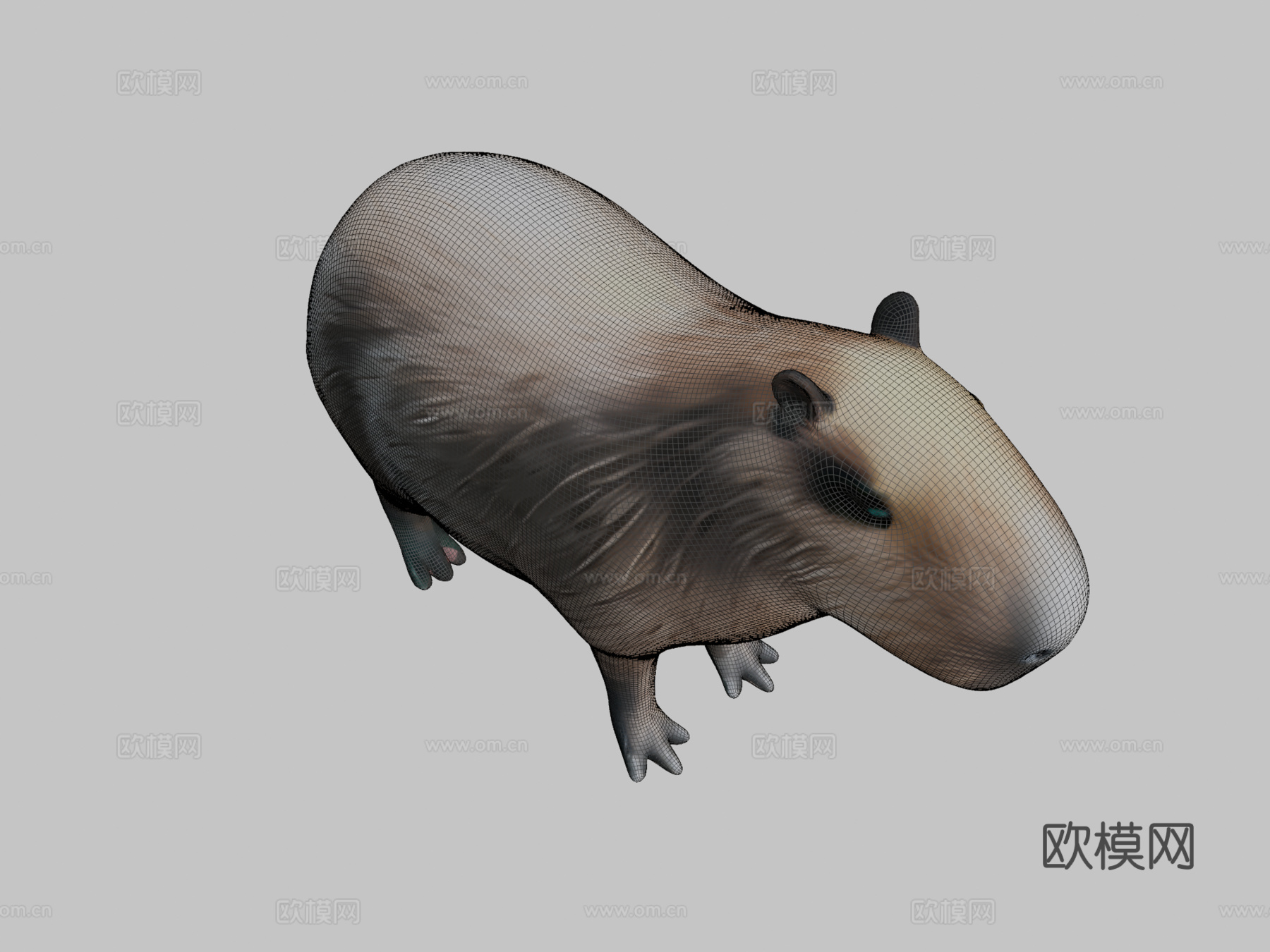 水豚3d模型下载（渲染图2）