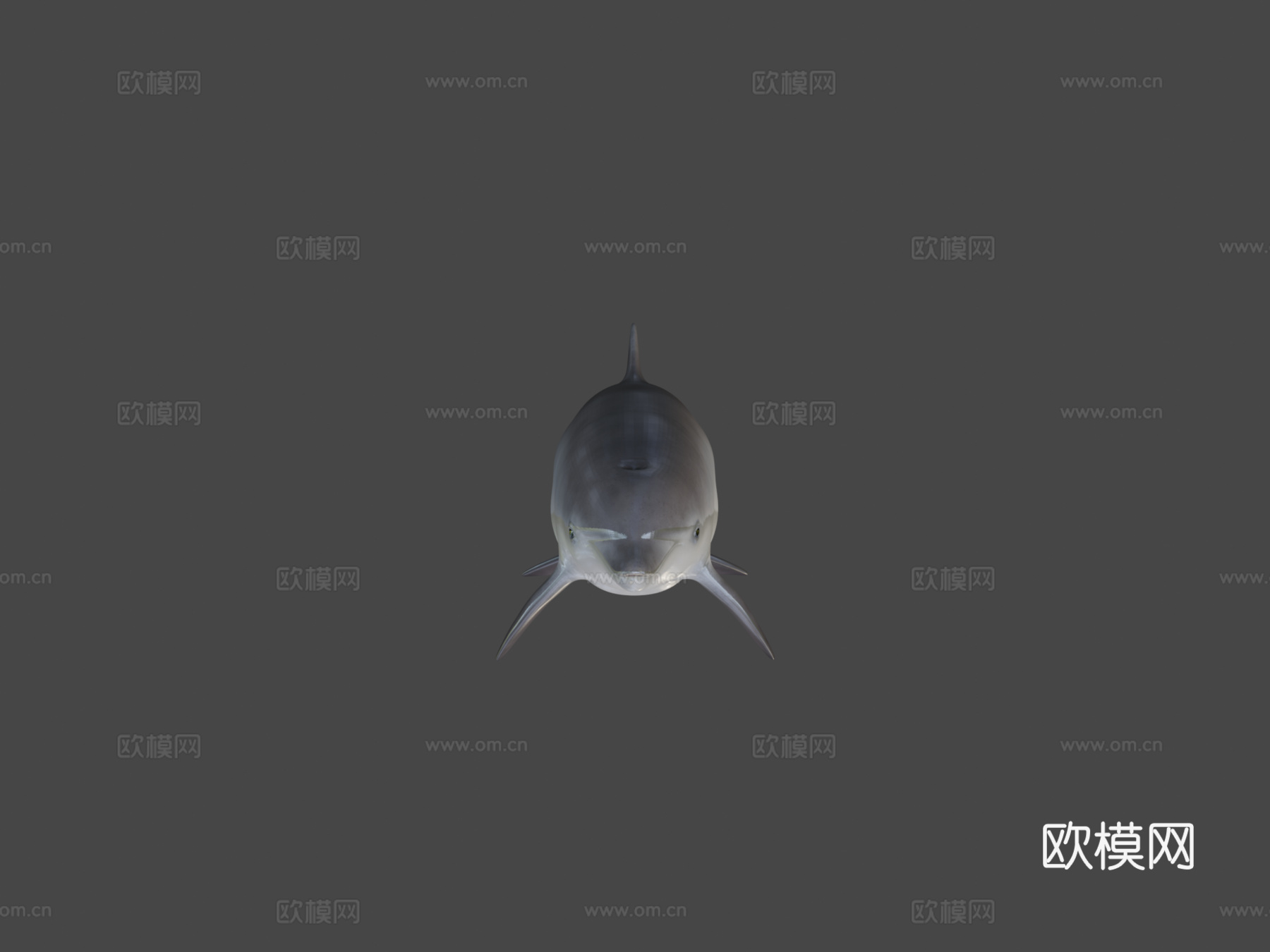 海豚3d模型