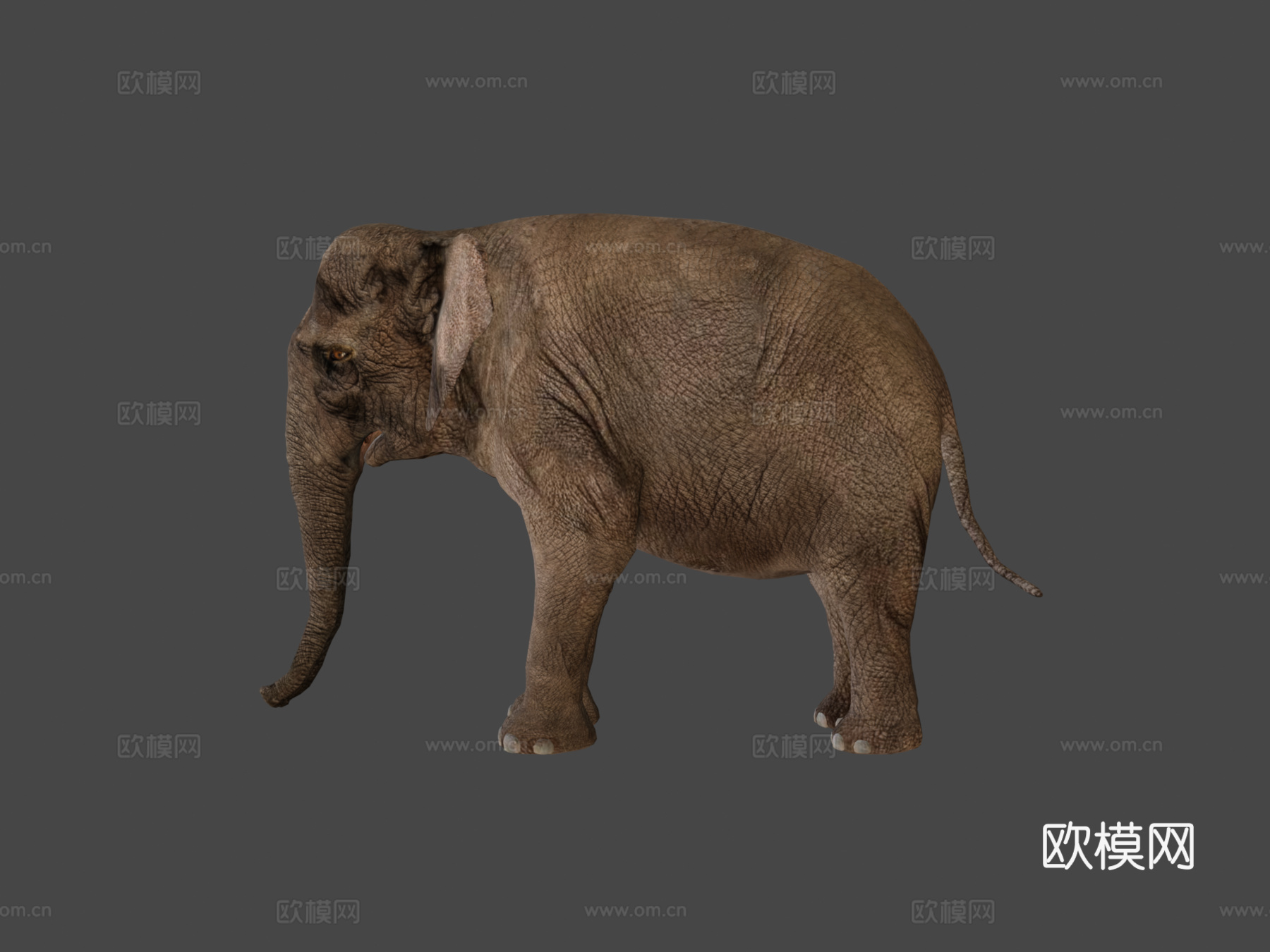 亚洲象成年濒危3d模型