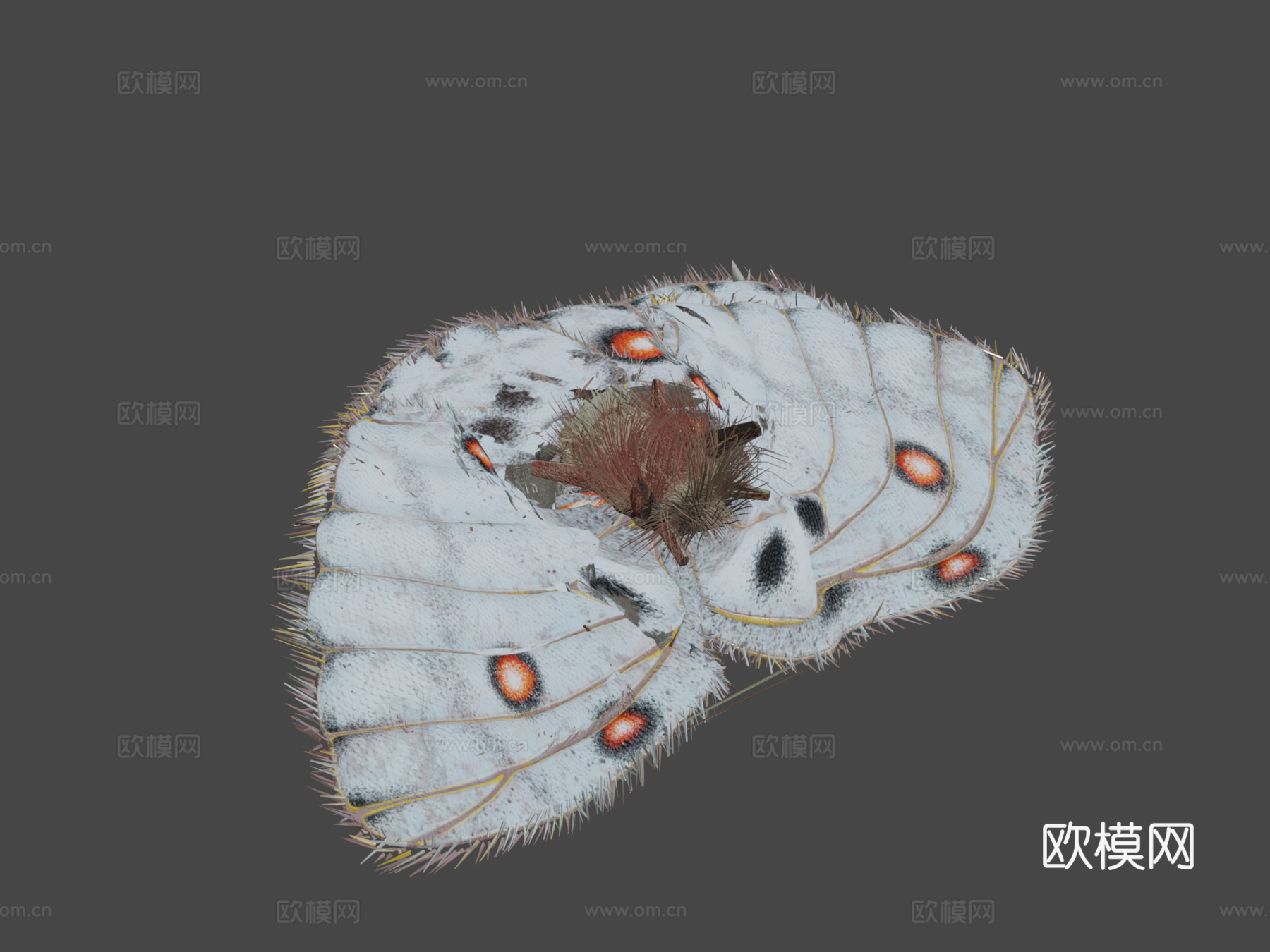 蝴蝶绑定动画PBR N2903d模型下载（渲染图5）