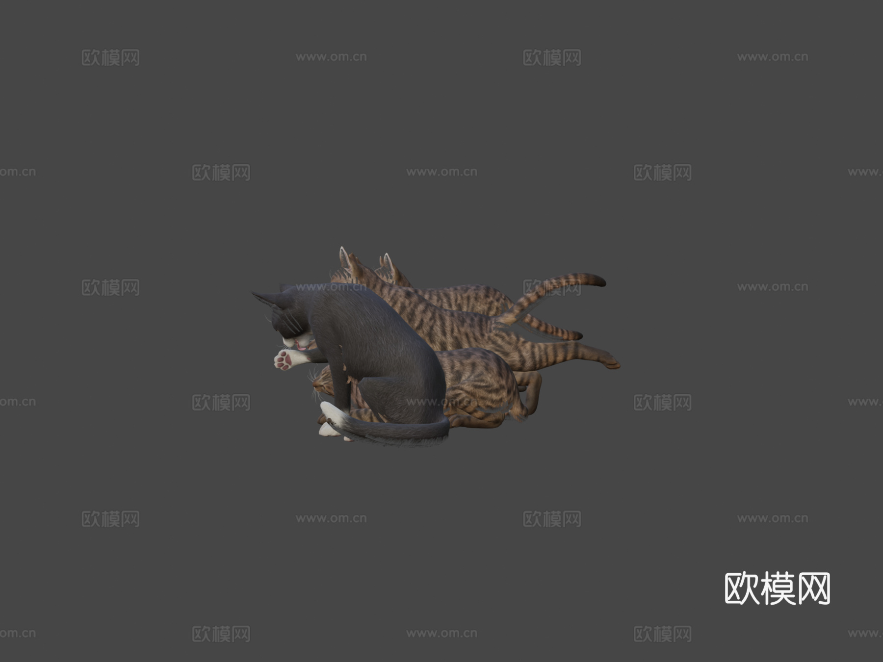 简单猫3d模型