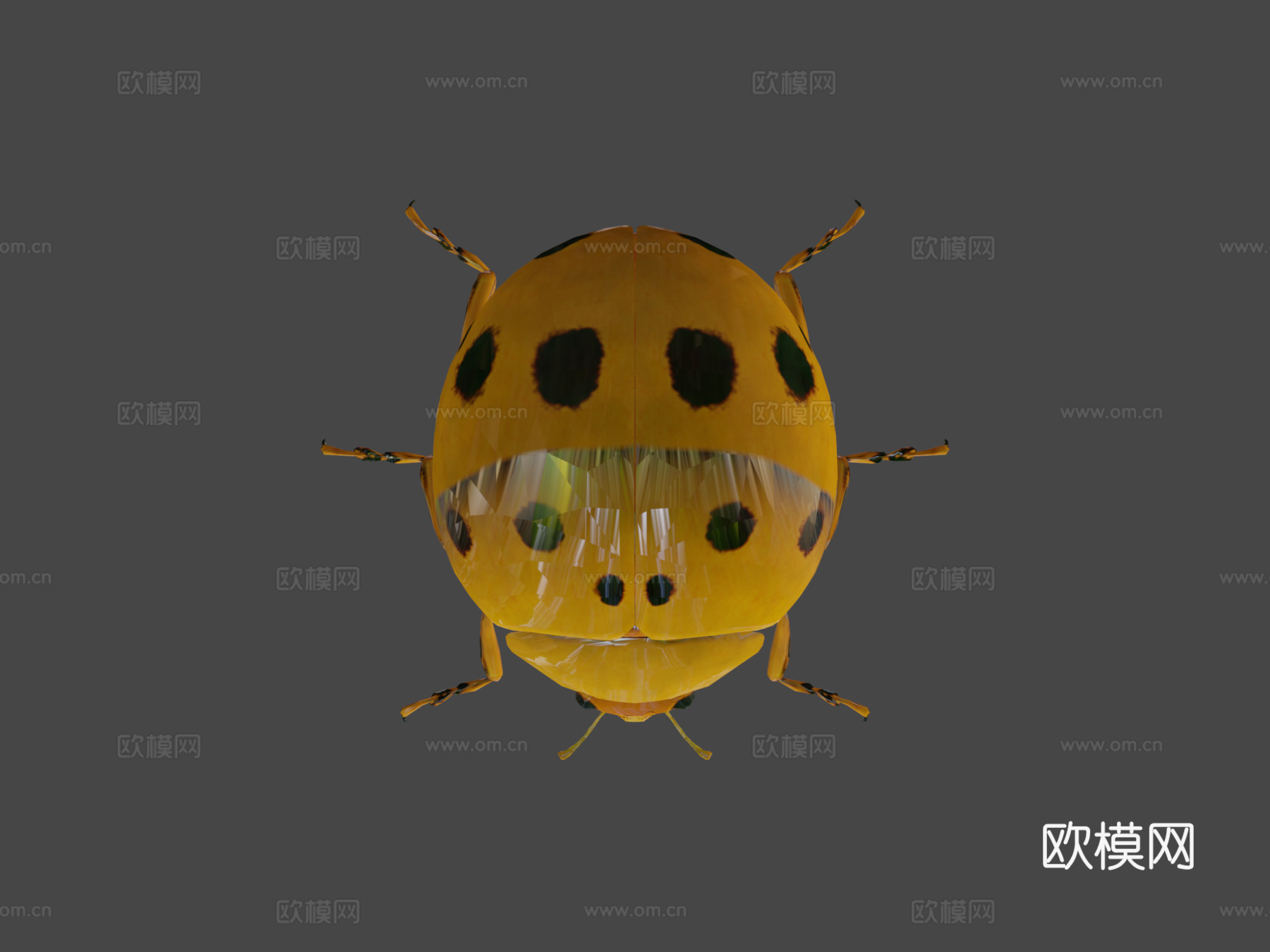 瓢虫低模3d模型下载（渲染图6）