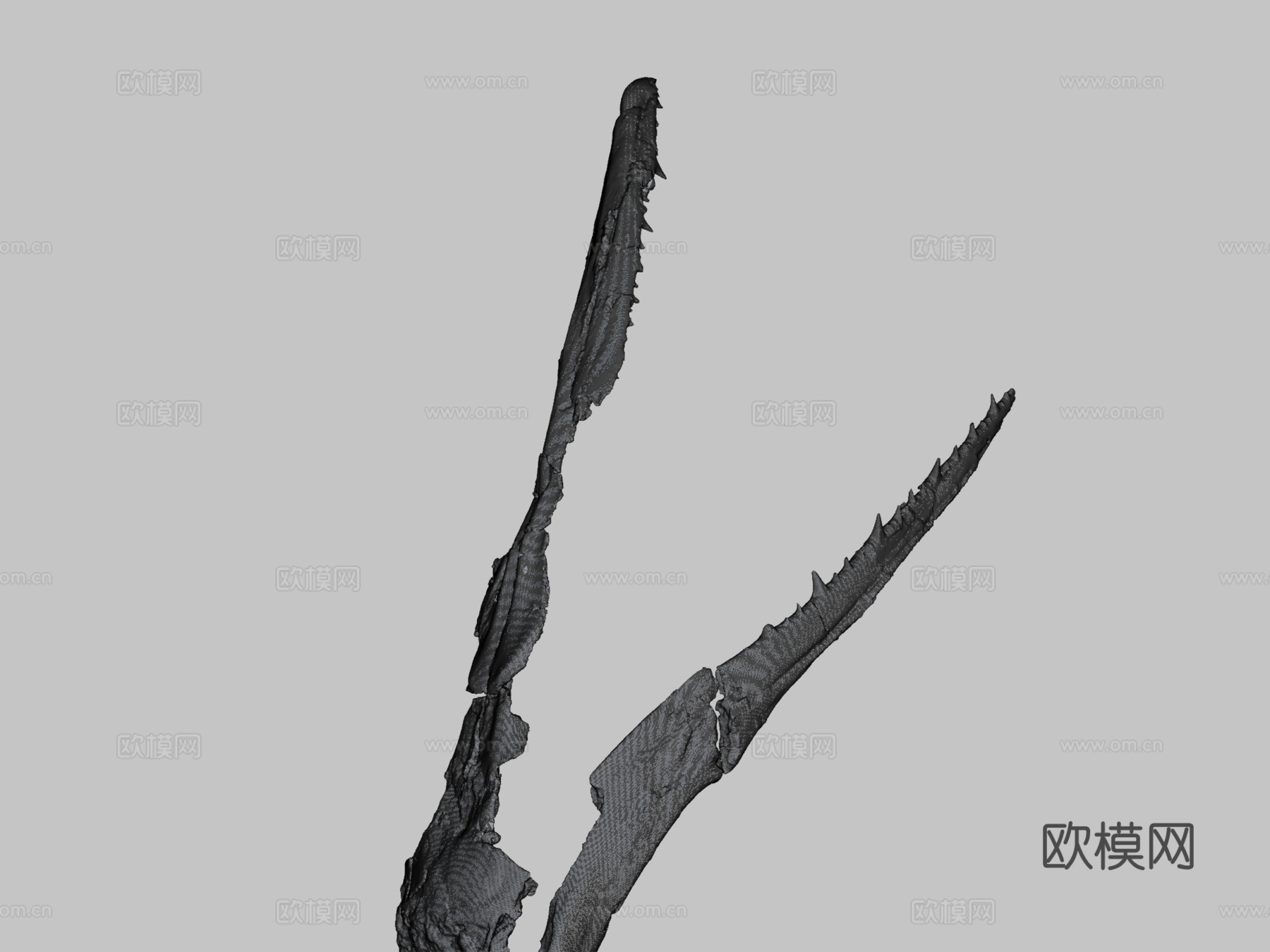 ChM PV4768桑氏伪齿鸟头骨3d模型下载（渲染图2）