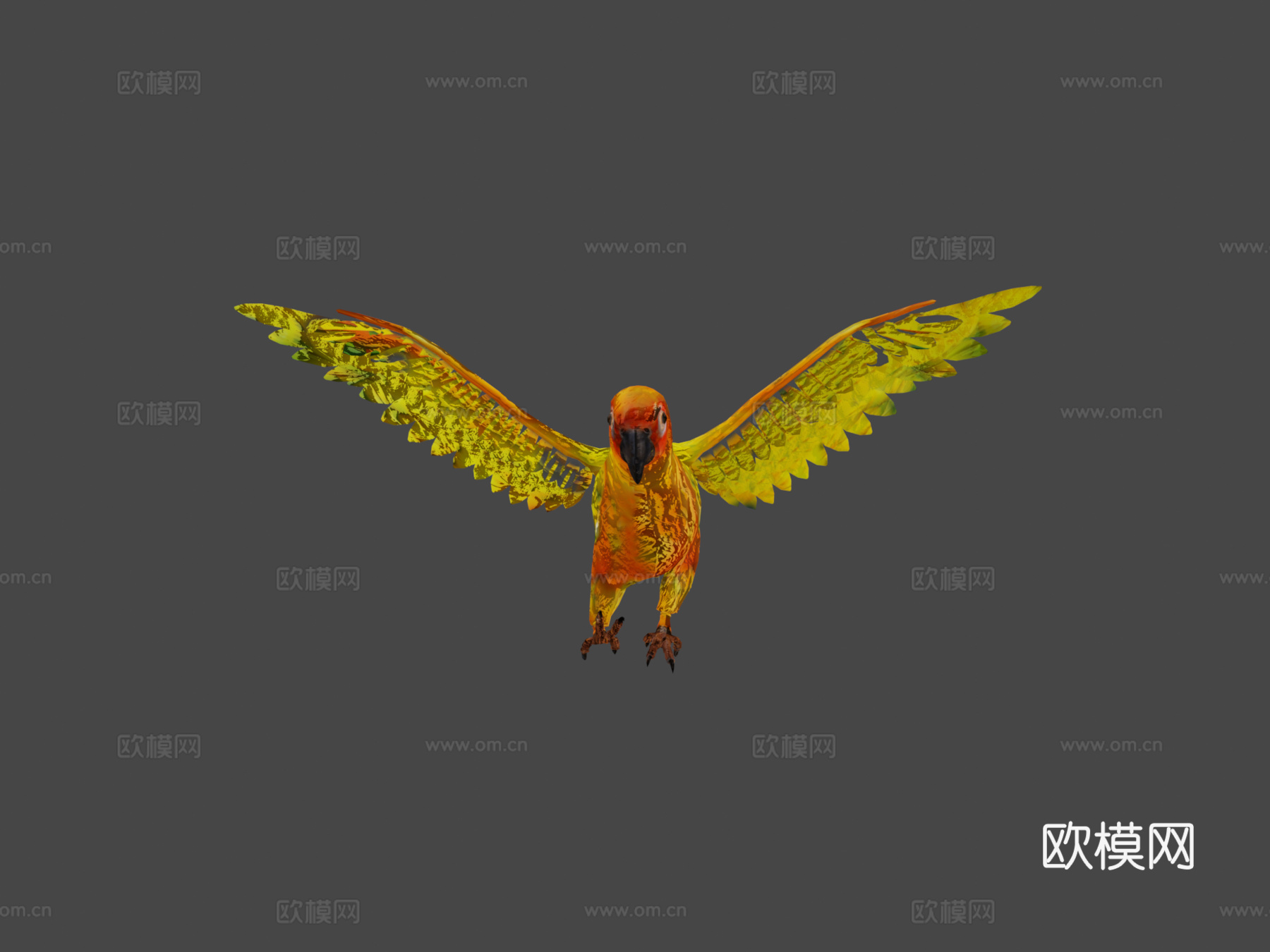 太阳锥尾鹦鹉低多边形3d模型下载（渲染图8）