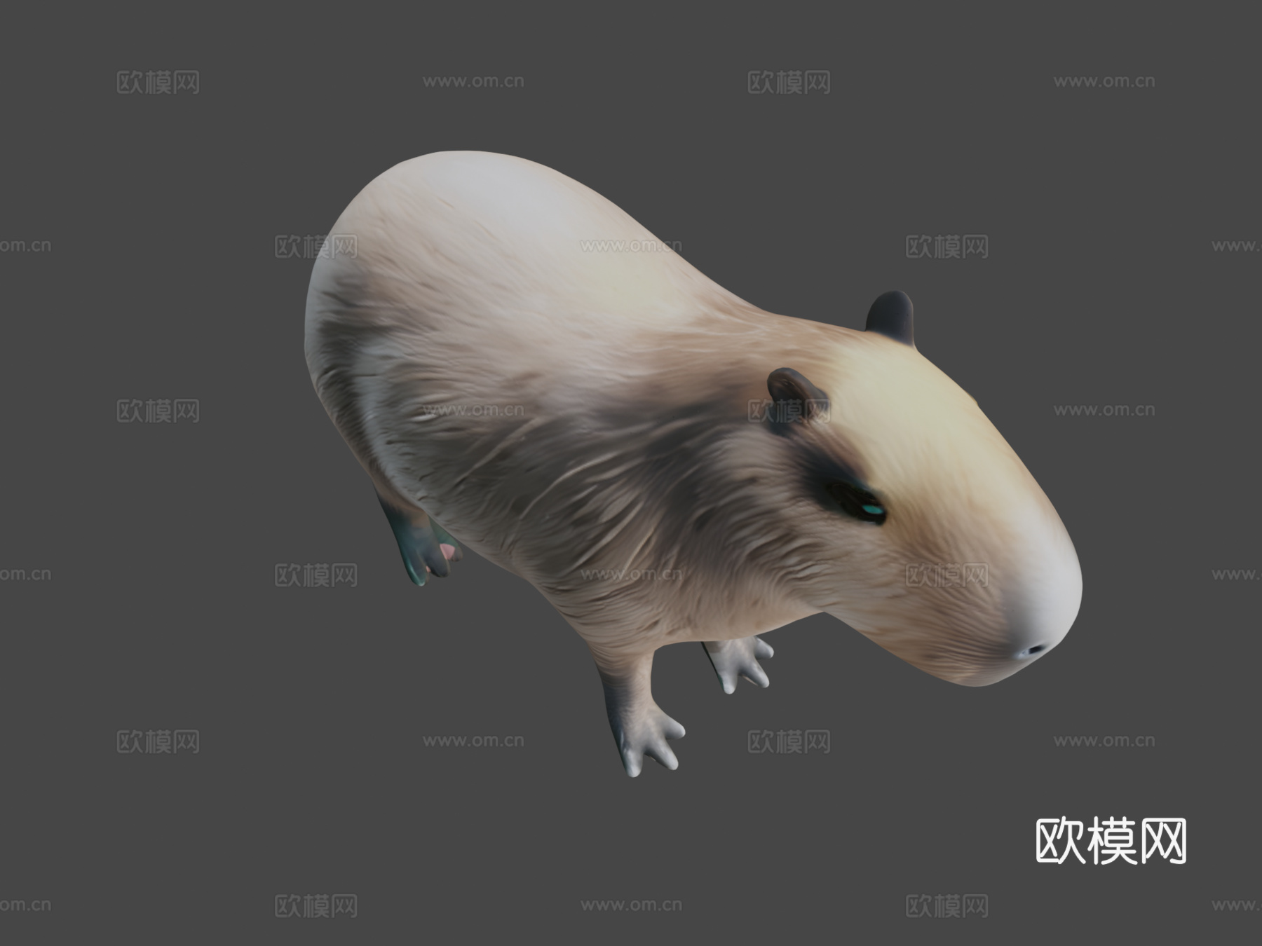 水豚3d模型下载（渲染图8）