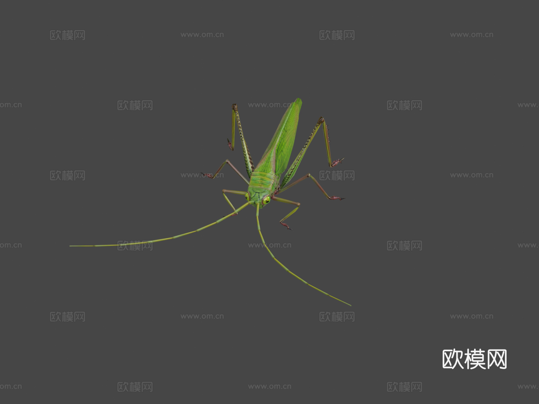蚱蜢动物低模3d模型下载（渲染图5）