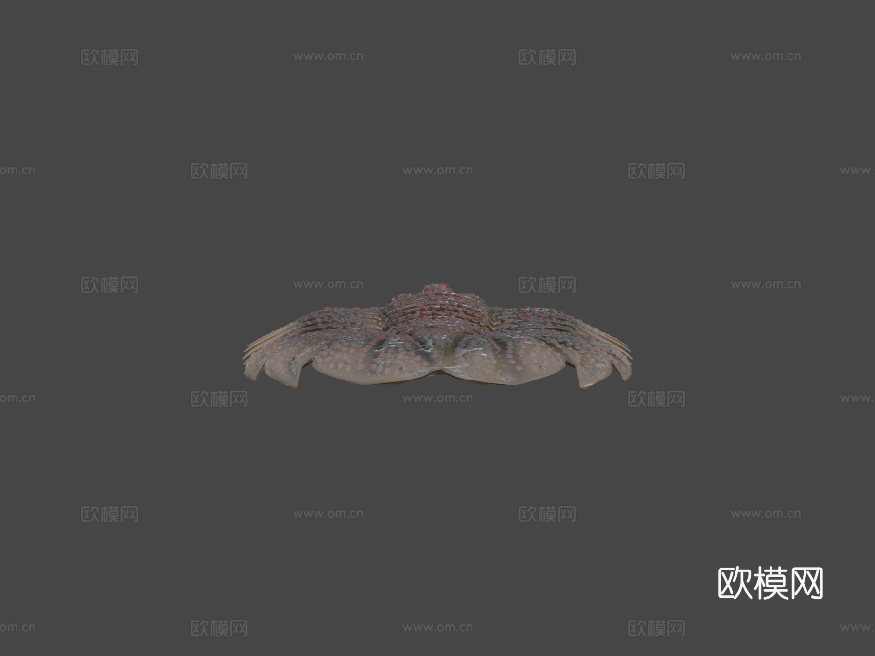 三叶虫近亲糙皮网冠虫3d模型下载（渲染图5）