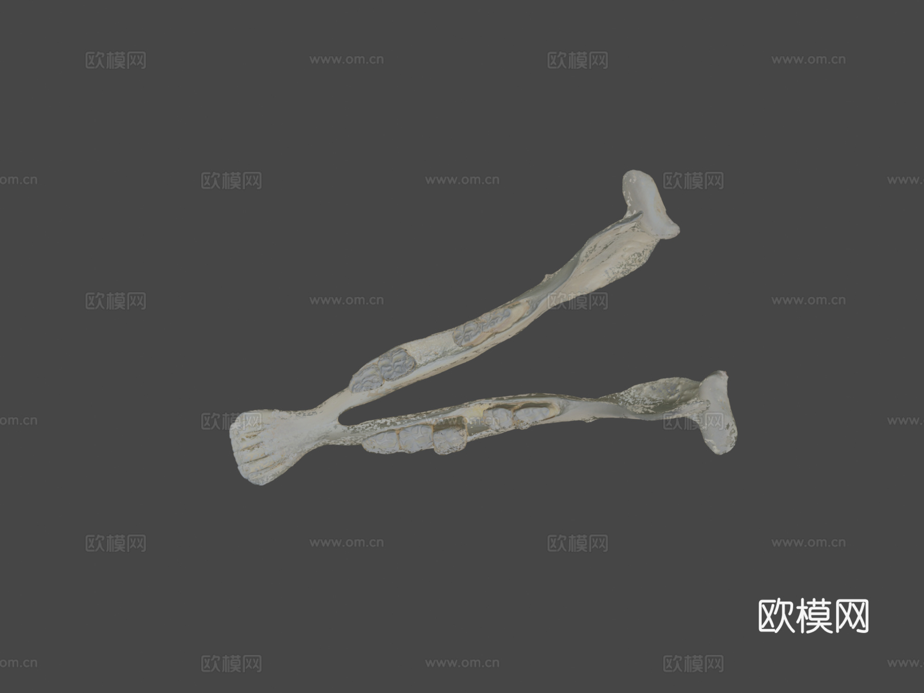 下颌骨驴3d模型下载（渲染图8）