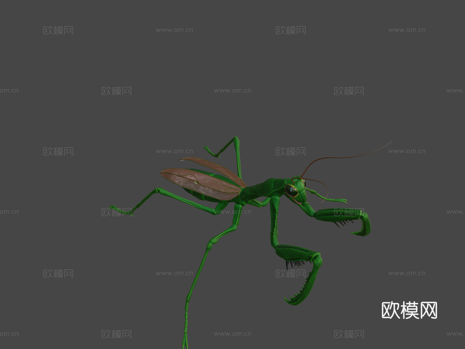 螳螂3d模型下载（渲染图8）