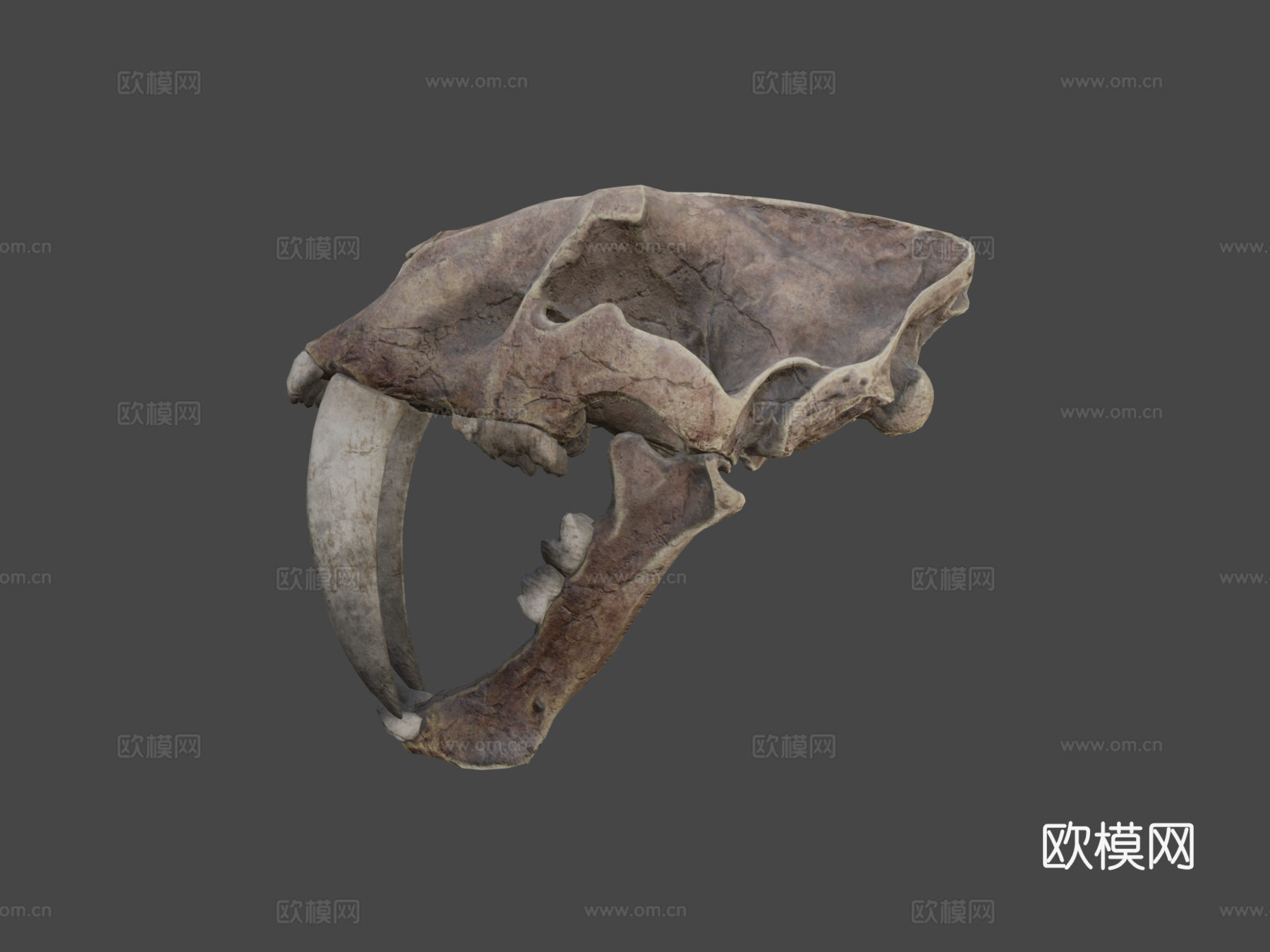 剑齿虎3d模型下载（渲染图5）