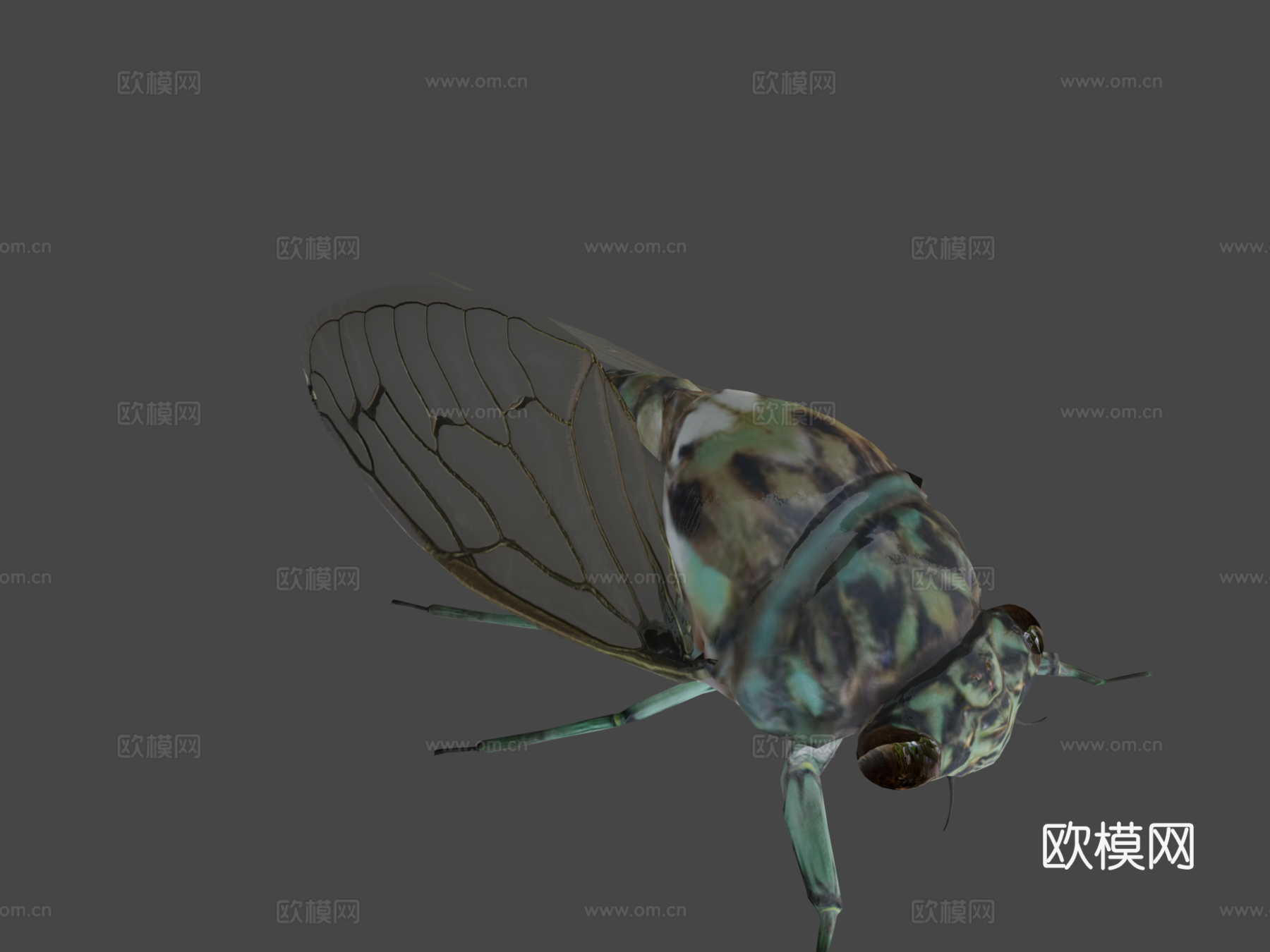 斑颈蝉3d模型下载（渲染图7）